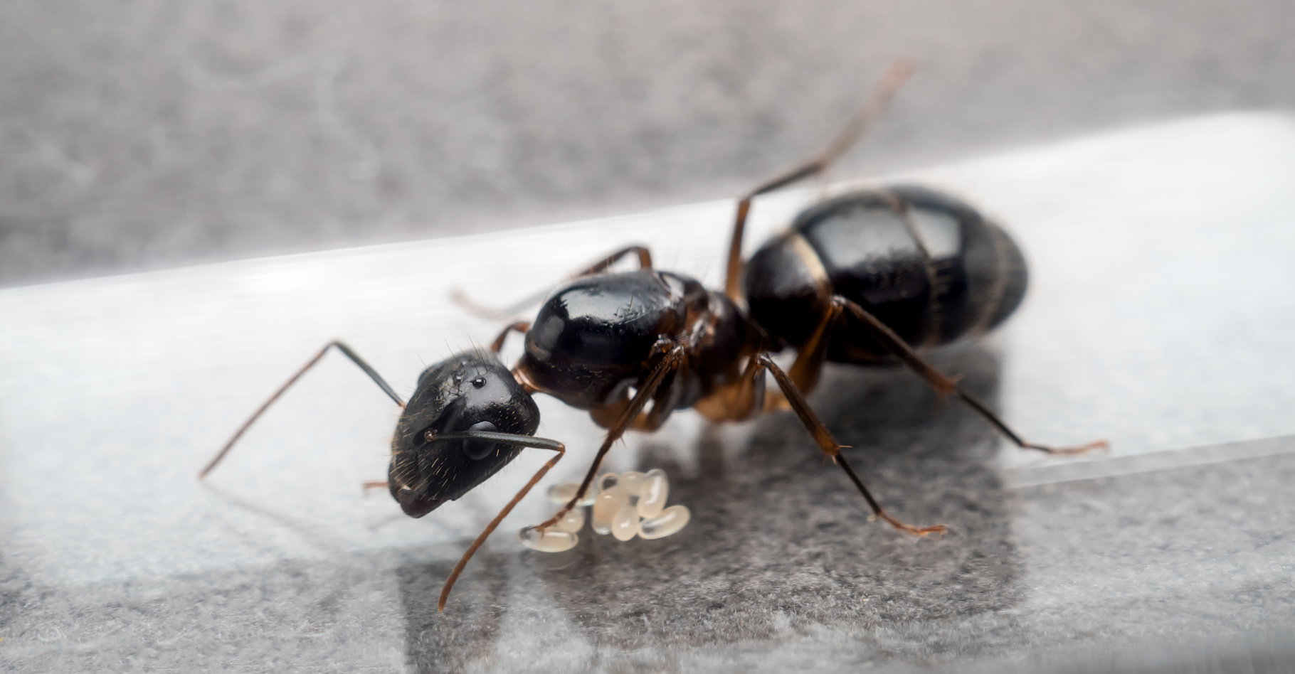 Des animaux zombies, c'est possible ? Des chercheurs se sont récemment intéressés à la façon dont un champignon transforme les fourmis charpentières en véritables zombies. © poravute, Fotolia