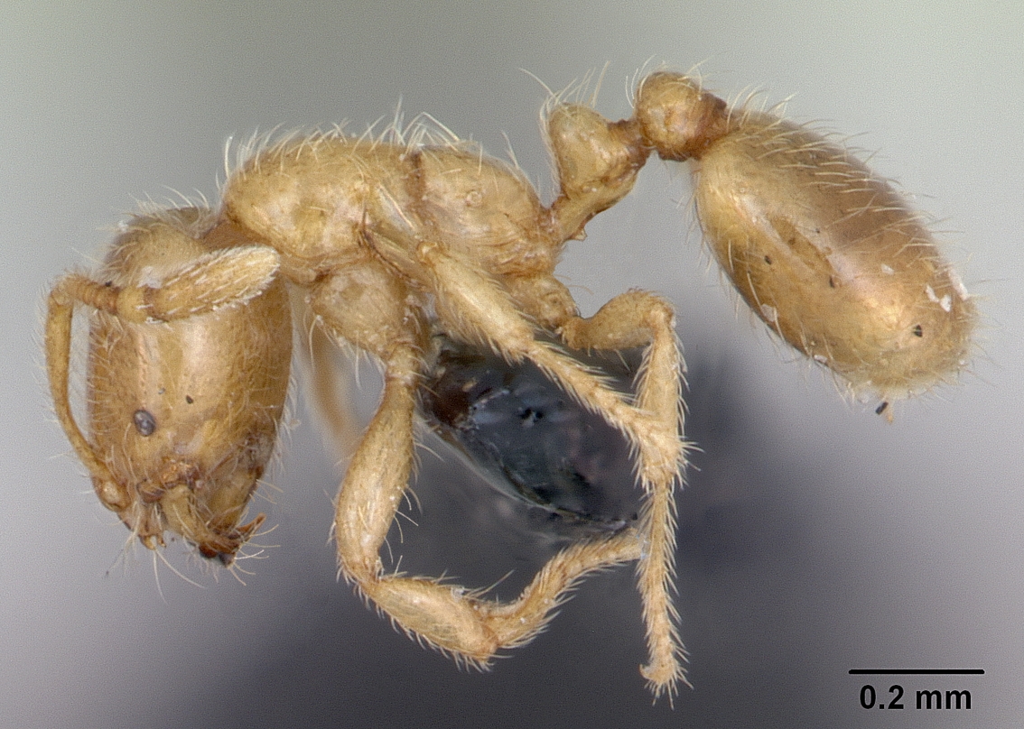 Solenopsis fugax est une espèce de fourmi voleuse, dont la petite taille lui sert à se faufiler dans les nids d'autres fourmis pour dérober leur couvain et s'en nourrir. © April Nobile, AntWeb.org, CC by-sa 3.0