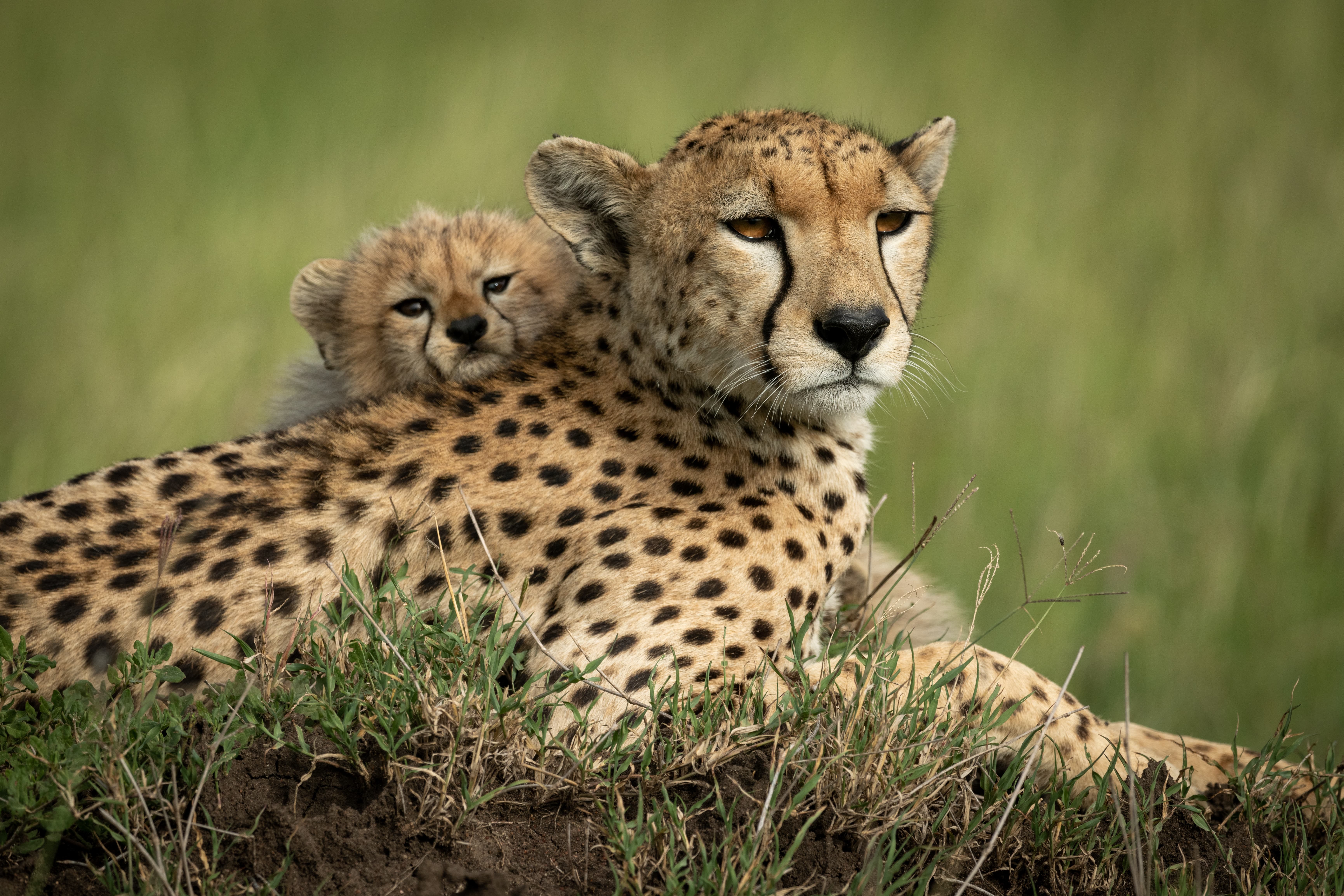 Il resterait moins de 7.000 guépards dans la nature. ©&nbsp;Nick Dale, Adobe Stock