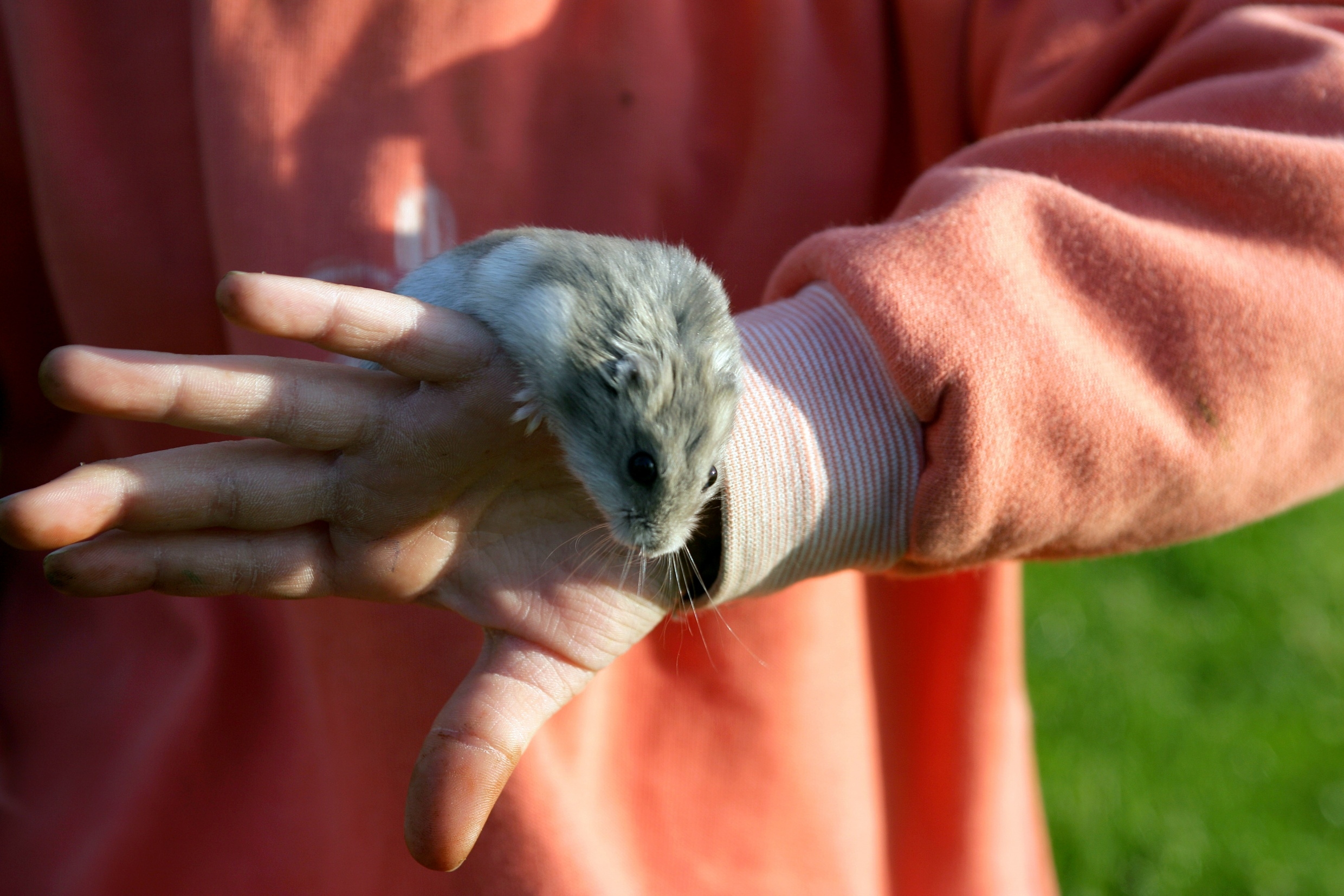 La gale animale peut être transmise à l’Homme par le cobaye ou encore le hamster. © Phovoir