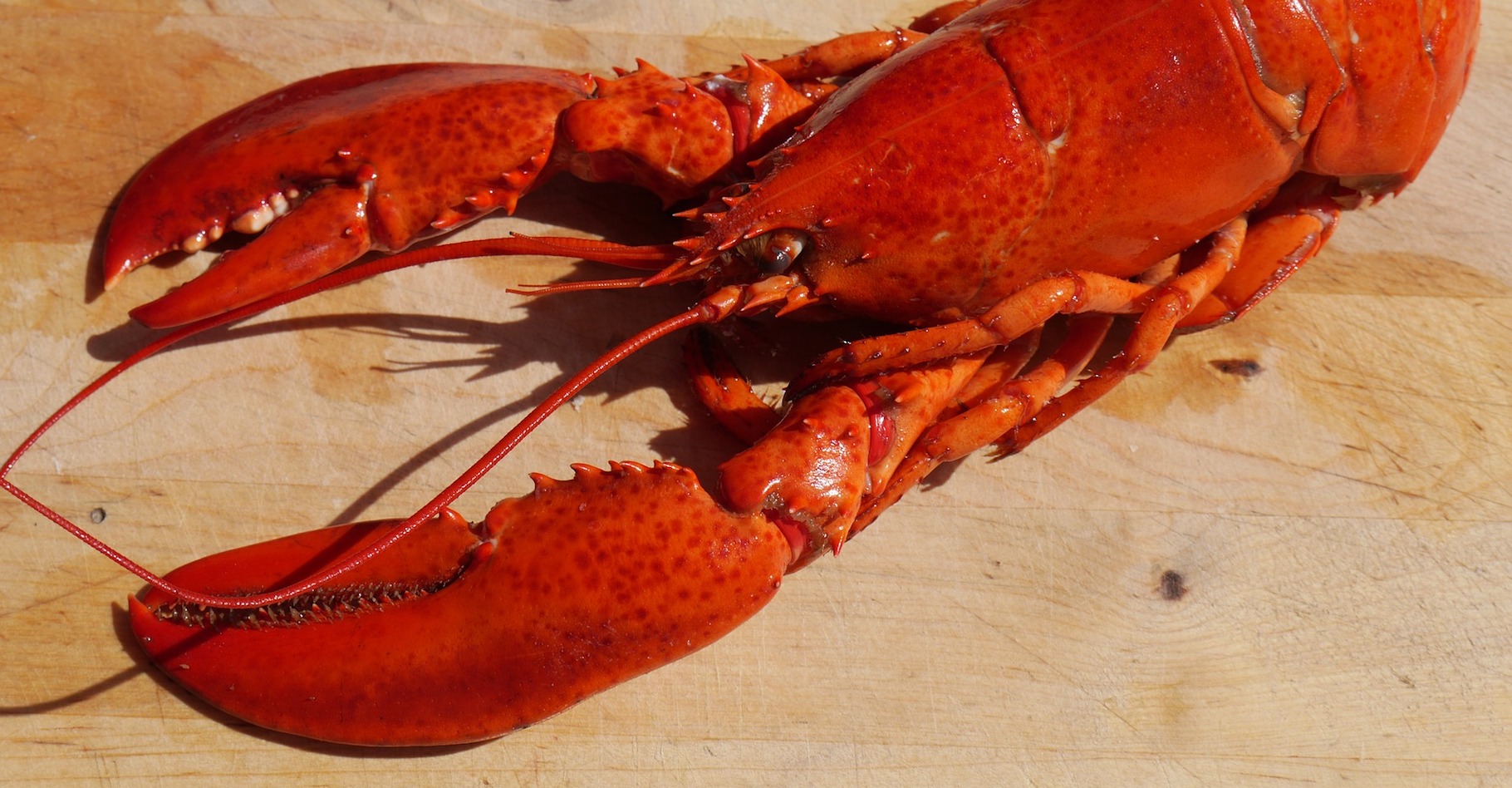 Le homard se différencie de la langouste, notamment par ses pinces épaisses et sa carapace lisse. © ndermello, Pixabay, CC0 Public Domain