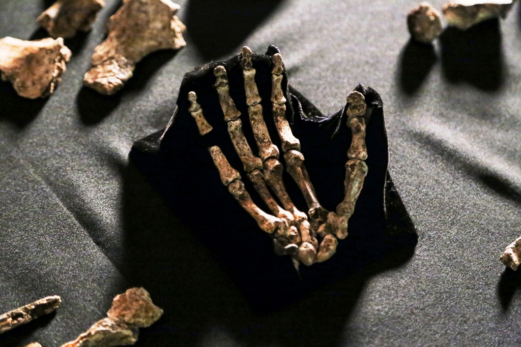 Du fond des âges Homo naledi nous tend la main – une main moderne par certains côtés, archaïques par d'autres. Appartient-il vraiment au genre Homo et quand a-t-il vécu en Afrique du Sud ? © John Hawks, University of Wisconsin