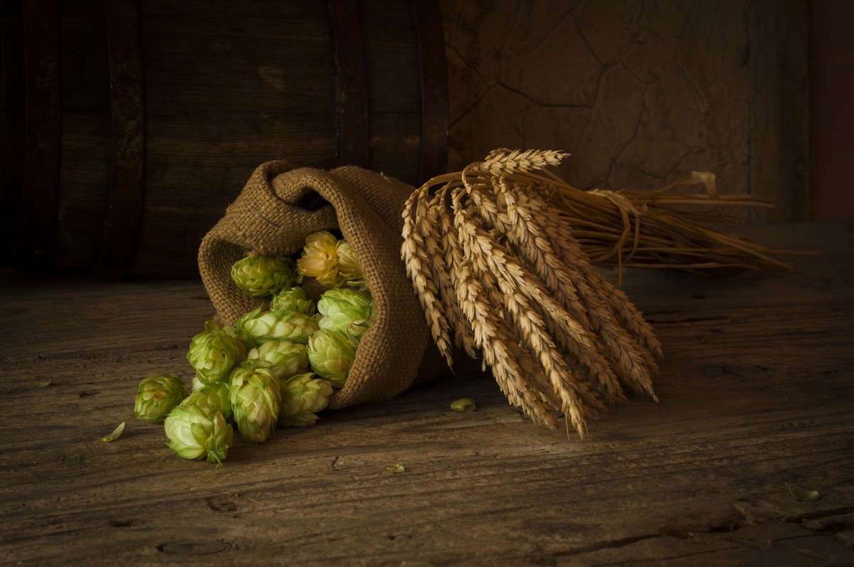 L’inflorescence femelle du houblon est la seule utilisée pour la fabrication de la bière. Kishivan, Shutterstock