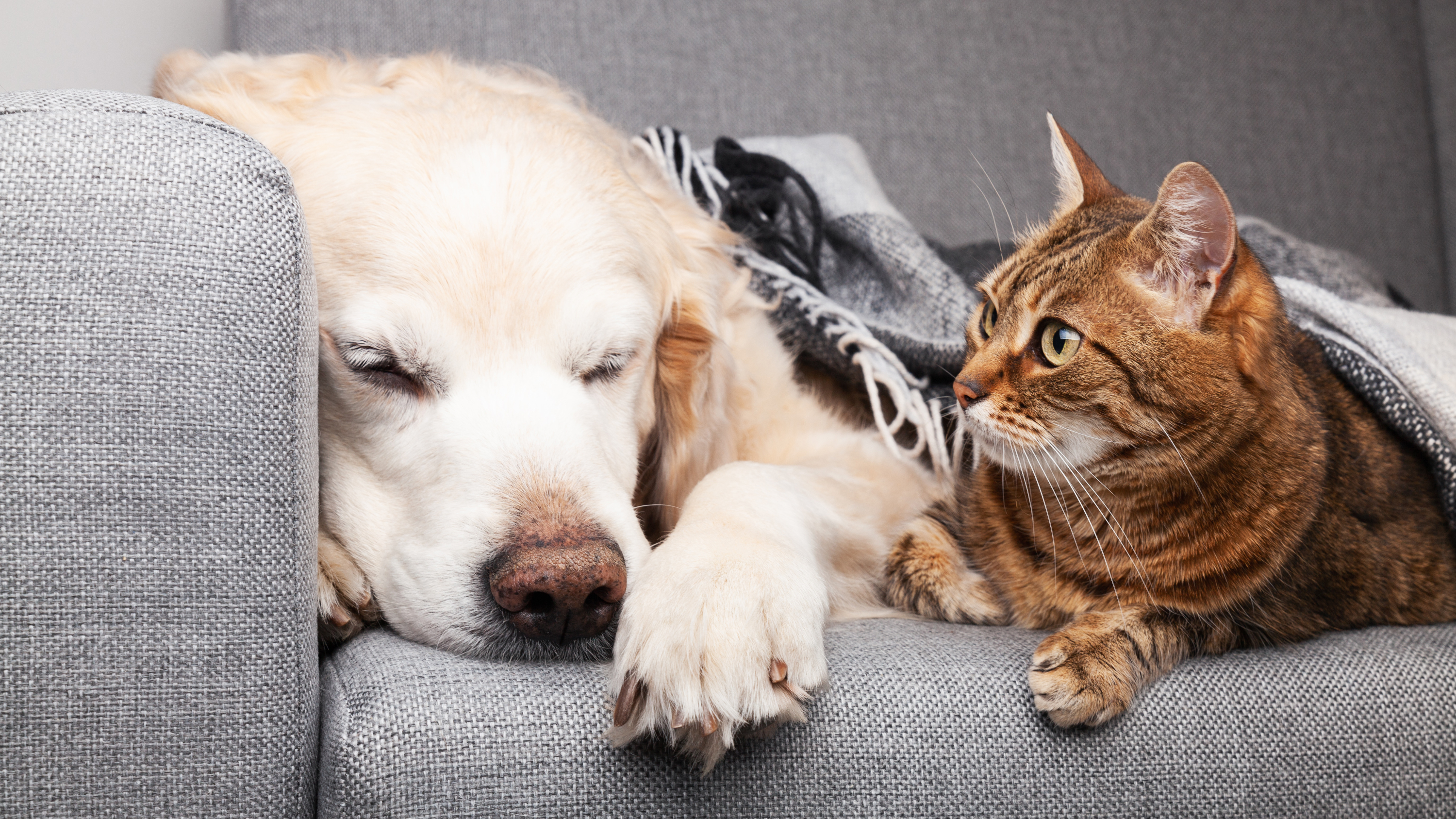 Avoir des animaux domestiques dans une maison peut engendrer des mauvaises odeurs. ©prystai, Adobe Stock 