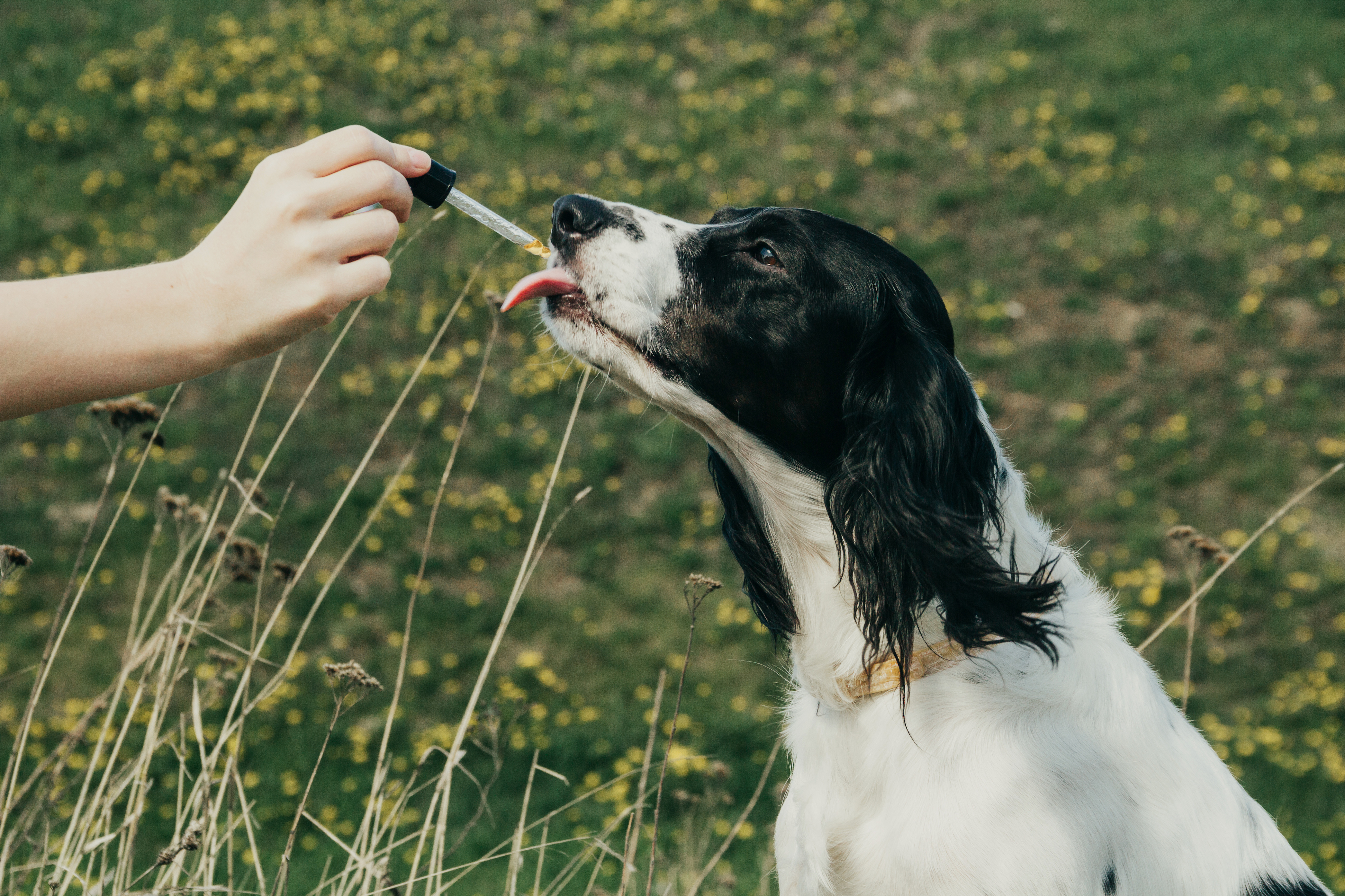 Le CBD peut être donné aux animaux de compagnie avec quelques précautions d'usage (dosage adapté et avis éventuels du vétérinaire notamment si votre chien ou chat est déjà sous traitement médicamenteux). © Alesya, Adobe Stock