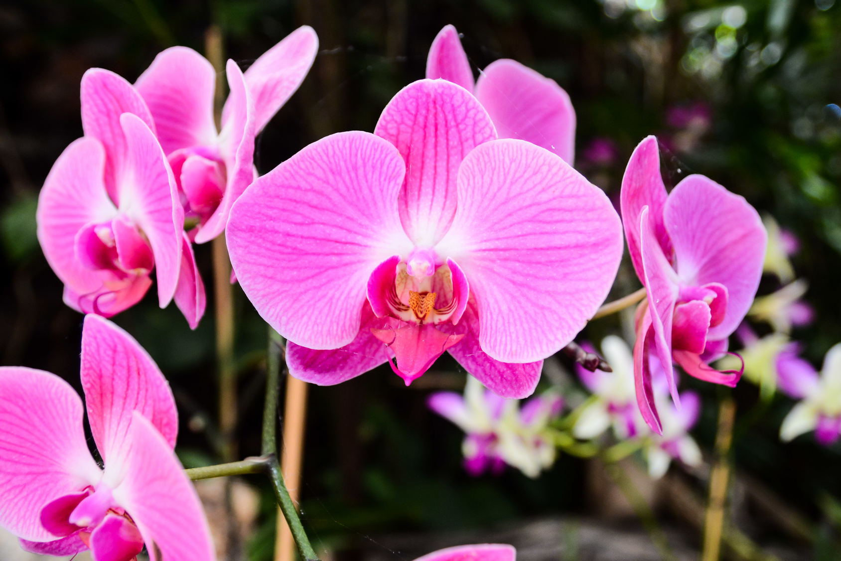 Les orchidées ont besoin de lumière et d'une température adaptée, et d'un arrosage sans excès. © Underworld, Fotolia
