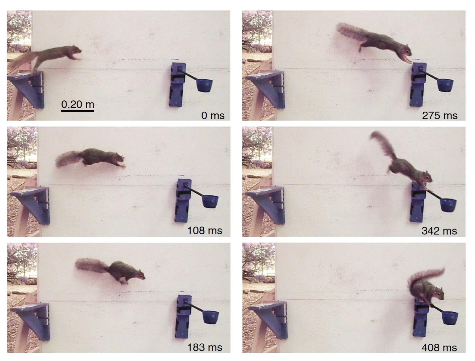 Les scientifiques cherchent à modéliser la prise de décision des écureuils pour évoluer dans leur parcours à la recherche de noisettes. © US Army