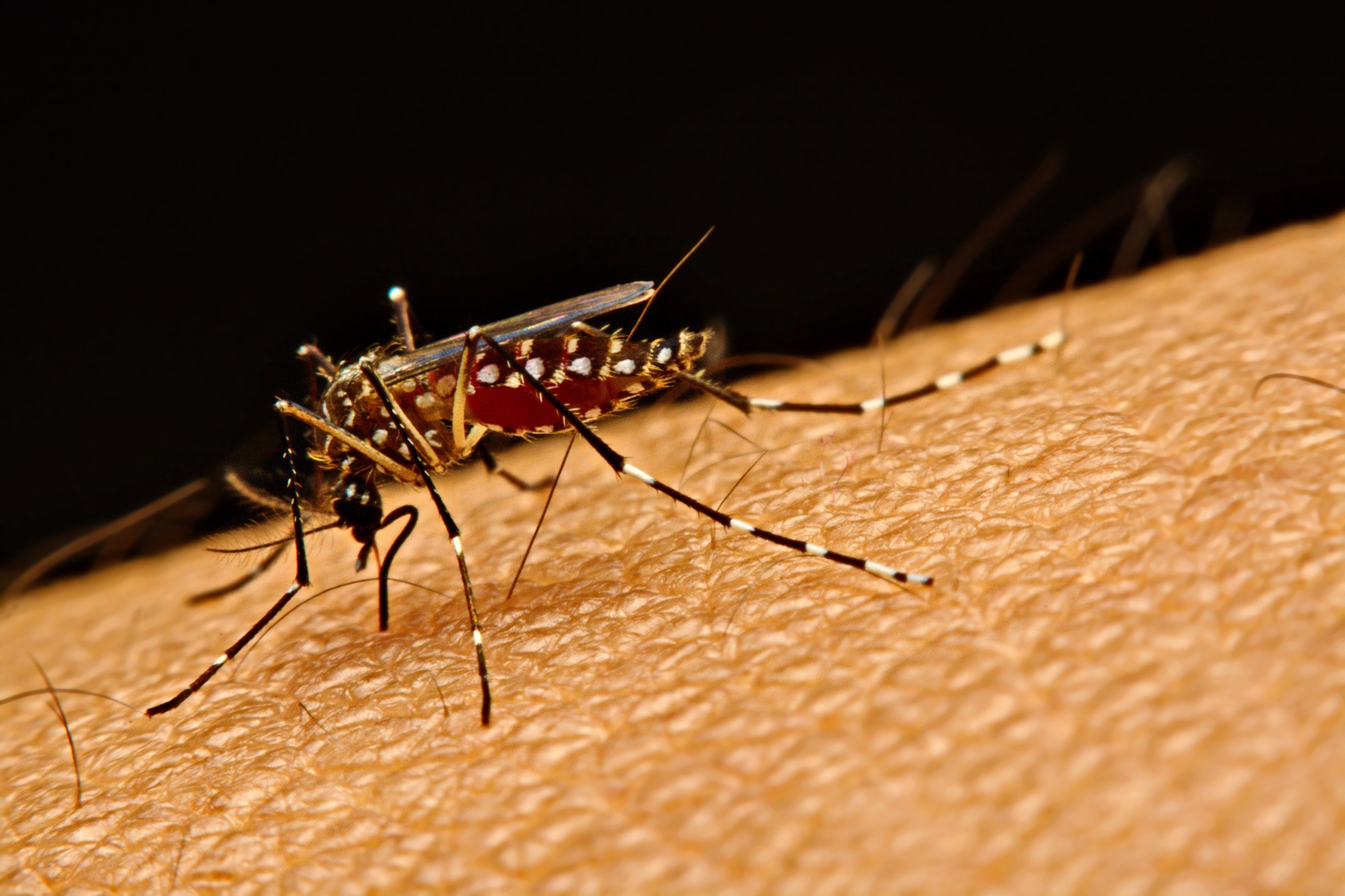 La dengue et le Zika sont deux arbovirus transmis par le même moustique, Aedes aegypti. © kasira698, Fotolia