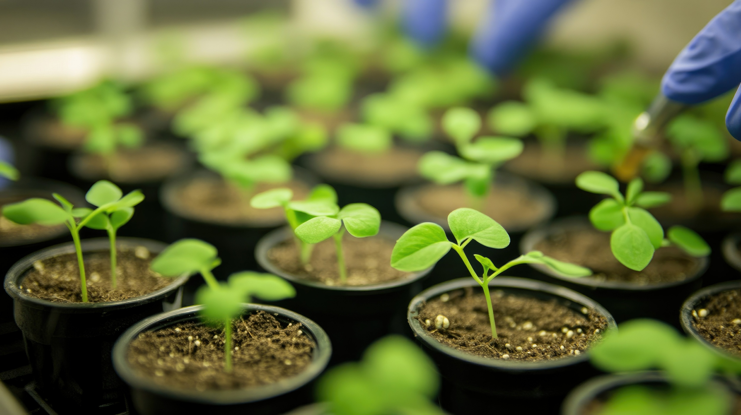 L'expérience ChlorISS menée à bord de l'ISS et sur terre (avec le concours de 4 500 établissements scolaires) consistera à faire germer des graines d’Arabette des dames et de mizuna. © savittree, Adobe Stock