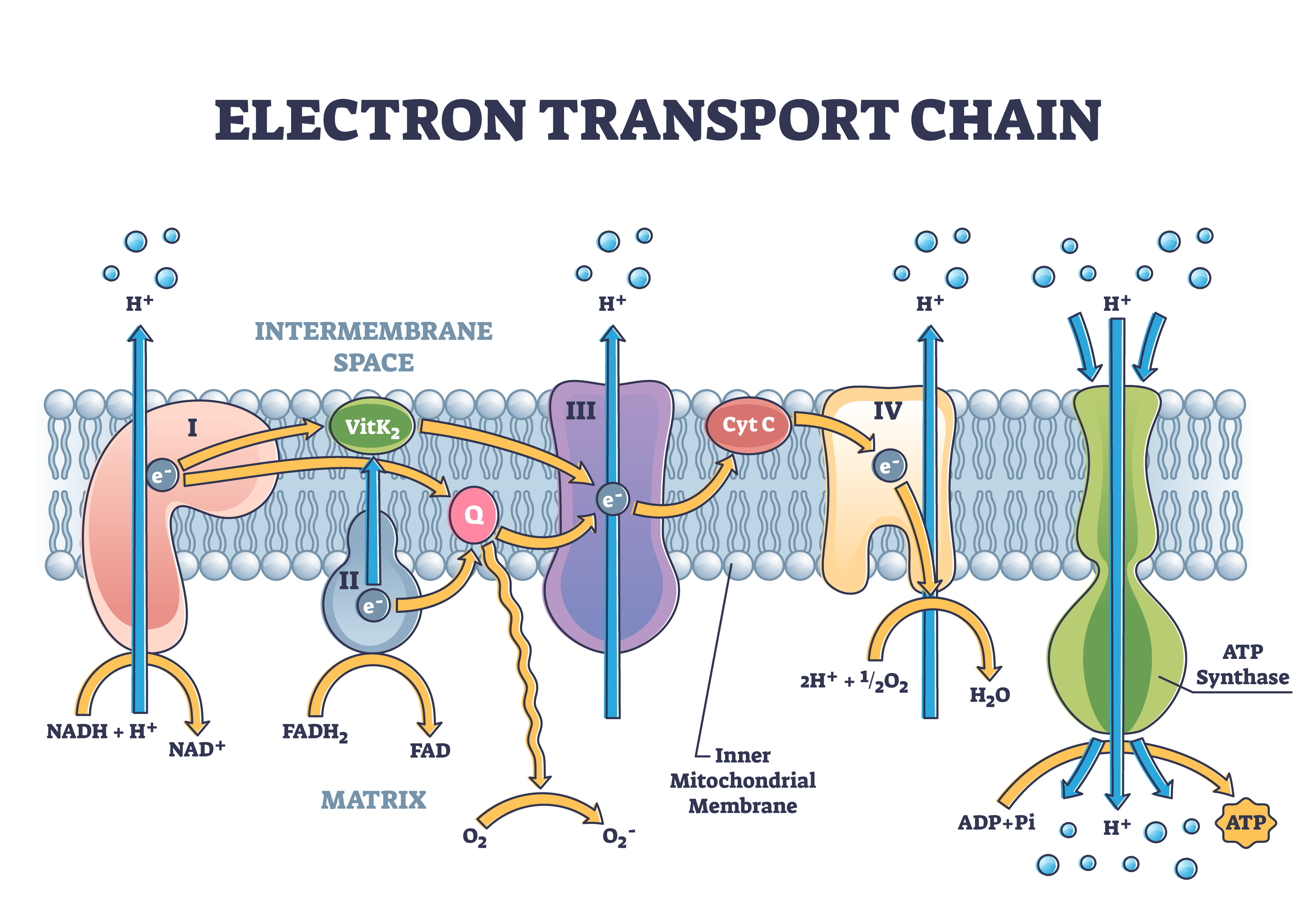 Schéma illustrant la chaîne respiratoire du transport d'électrons © VectorMine, Adobe Stock