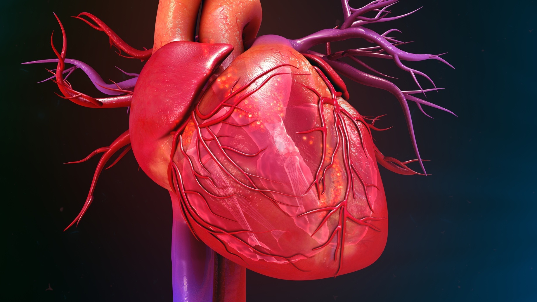 Après avoir modélisé le cœur en 3D, les scientifiques l’impriment en 3D pour pouvoir réaliser des tests. © 7activestudio, Fotolia