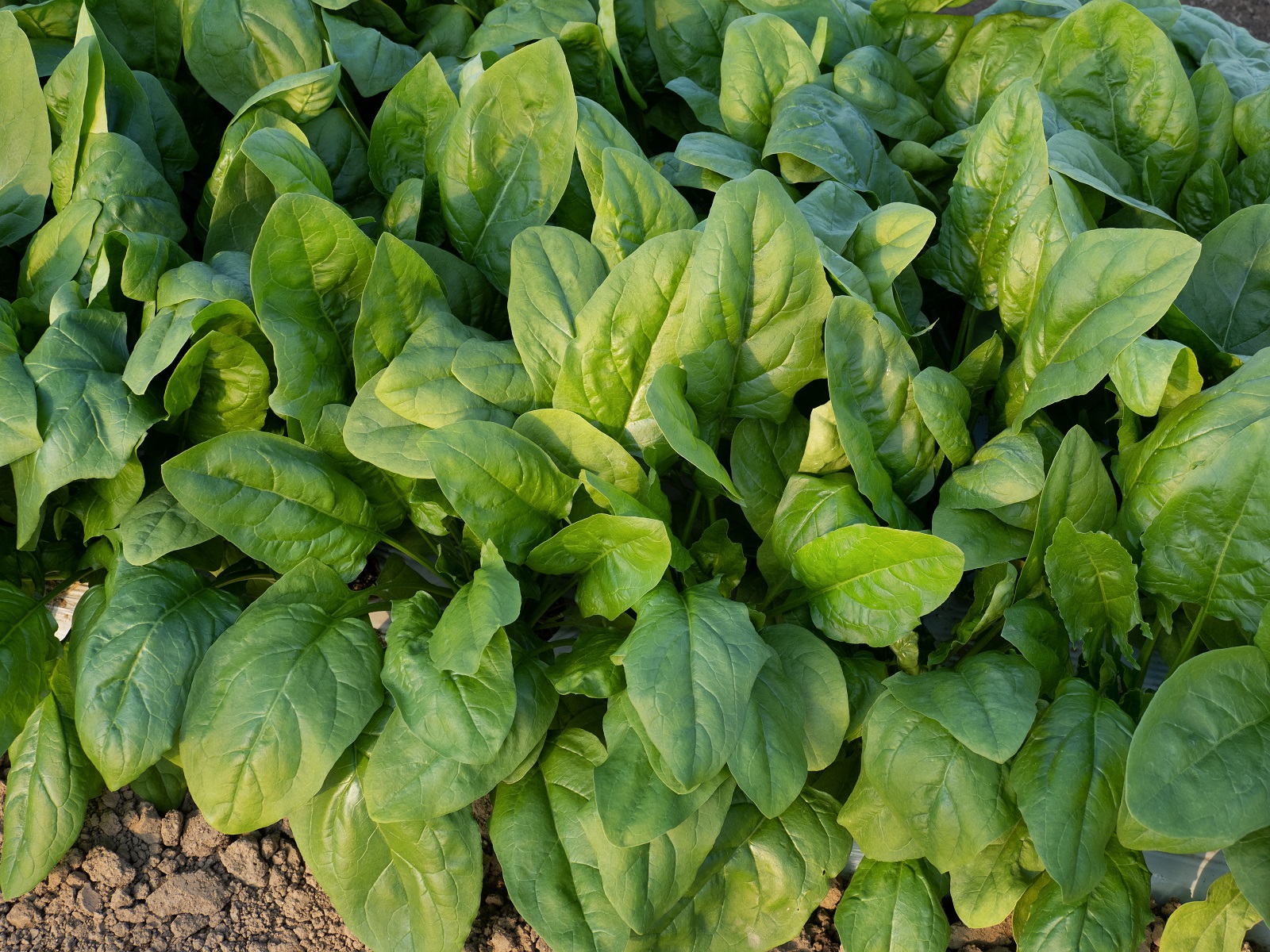 Rang d'épinards au potager. ©moonrise, Adobe Stock