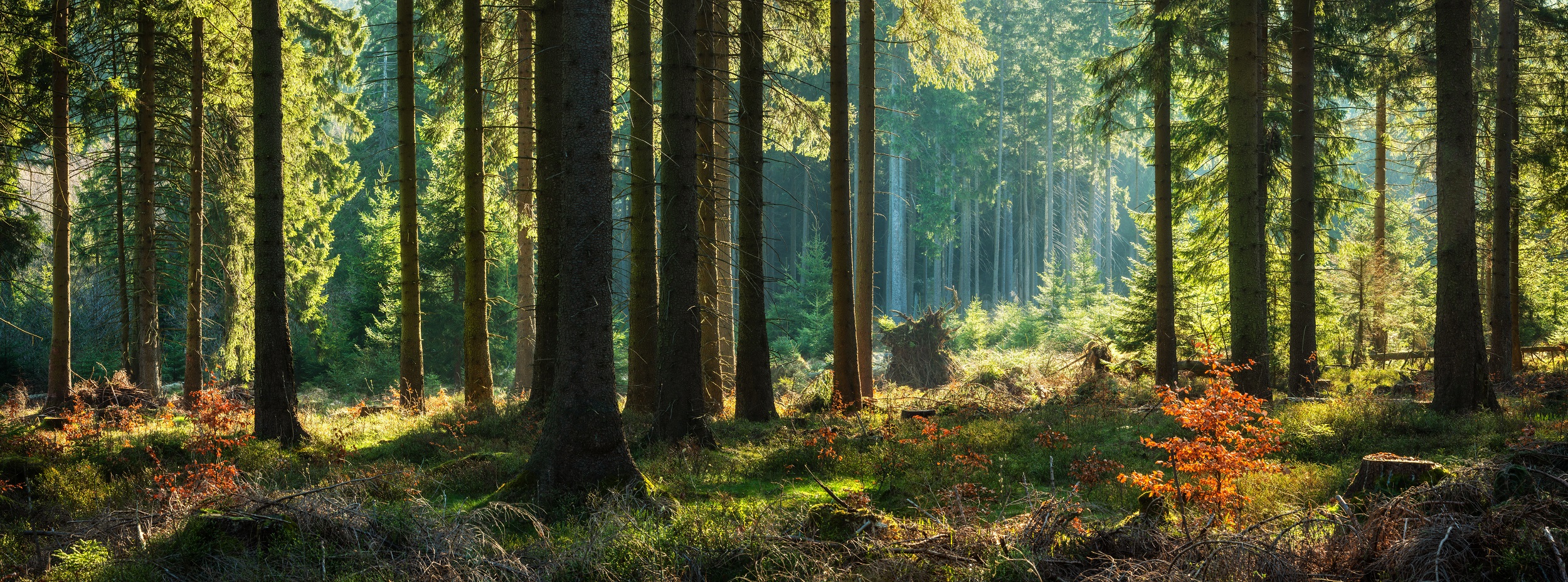 Nos forêts françaises dépérissent à grande vitesse depuis 10 ans en raison de la chaleur et de la sécheresse. © AVTG, Adobe Stock