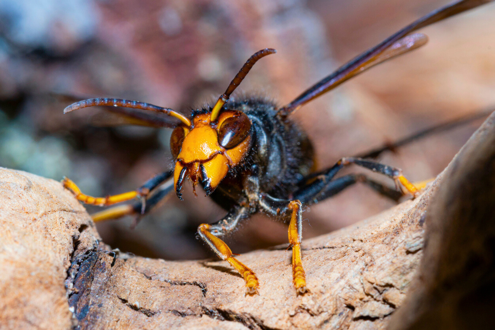 Tuer un frelon asiatique est dangereux pour vous. © lmv, iStock