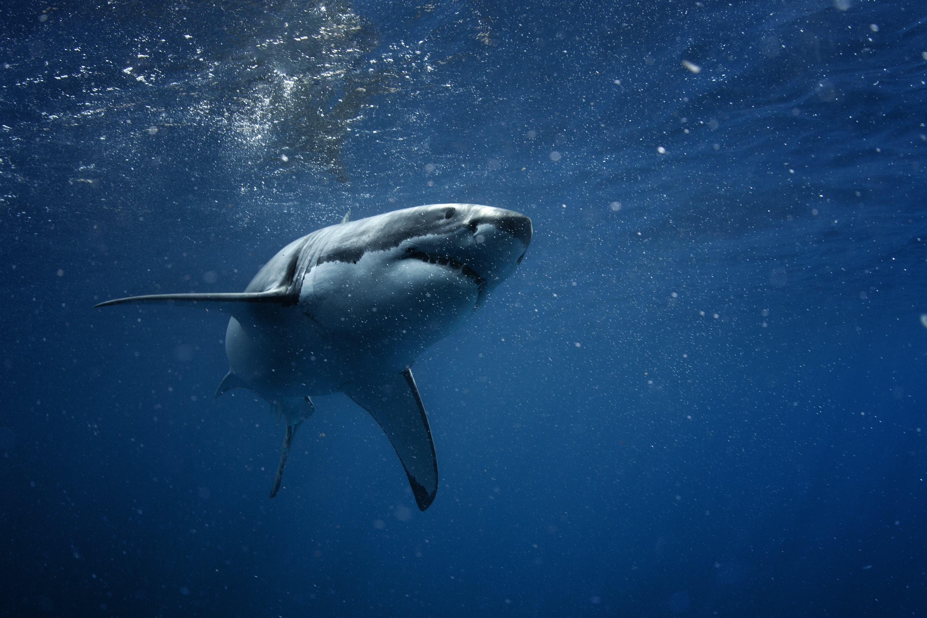 En 2023, on a recensé 10 attaques mortelles de requins. © willyam, Adobe Stock