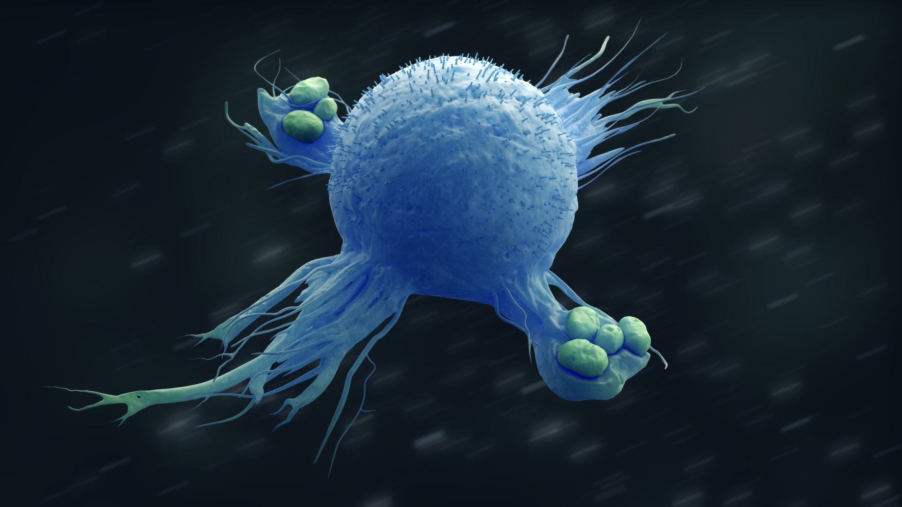 Les macrophages sont des cellules du système immunitaire pouvant absorber les bactéries par phagocytose © sveta, Fotolia
