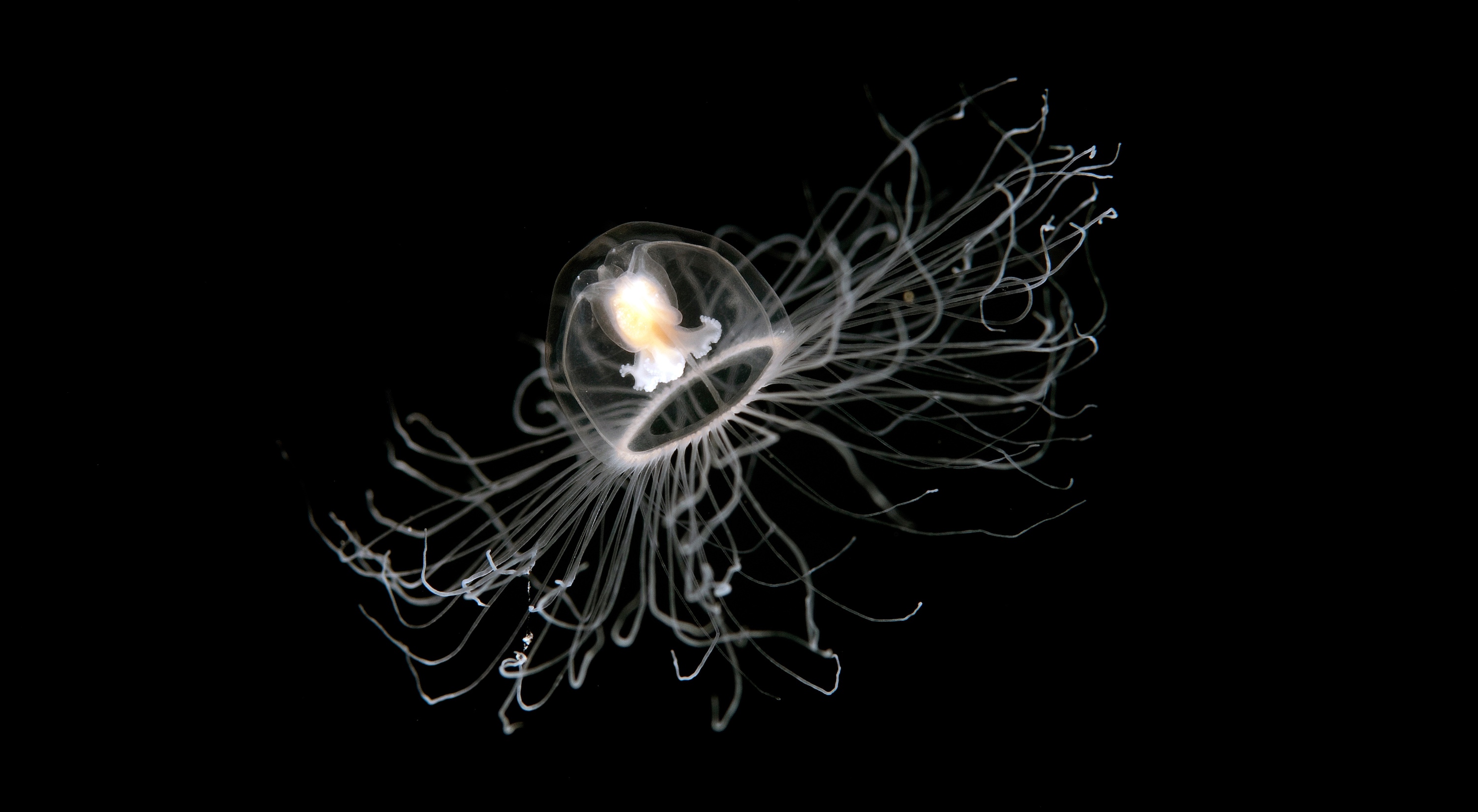 Un spécimen de Turritopsis nutricula dans l'océan. © anemone, Adobe Stock