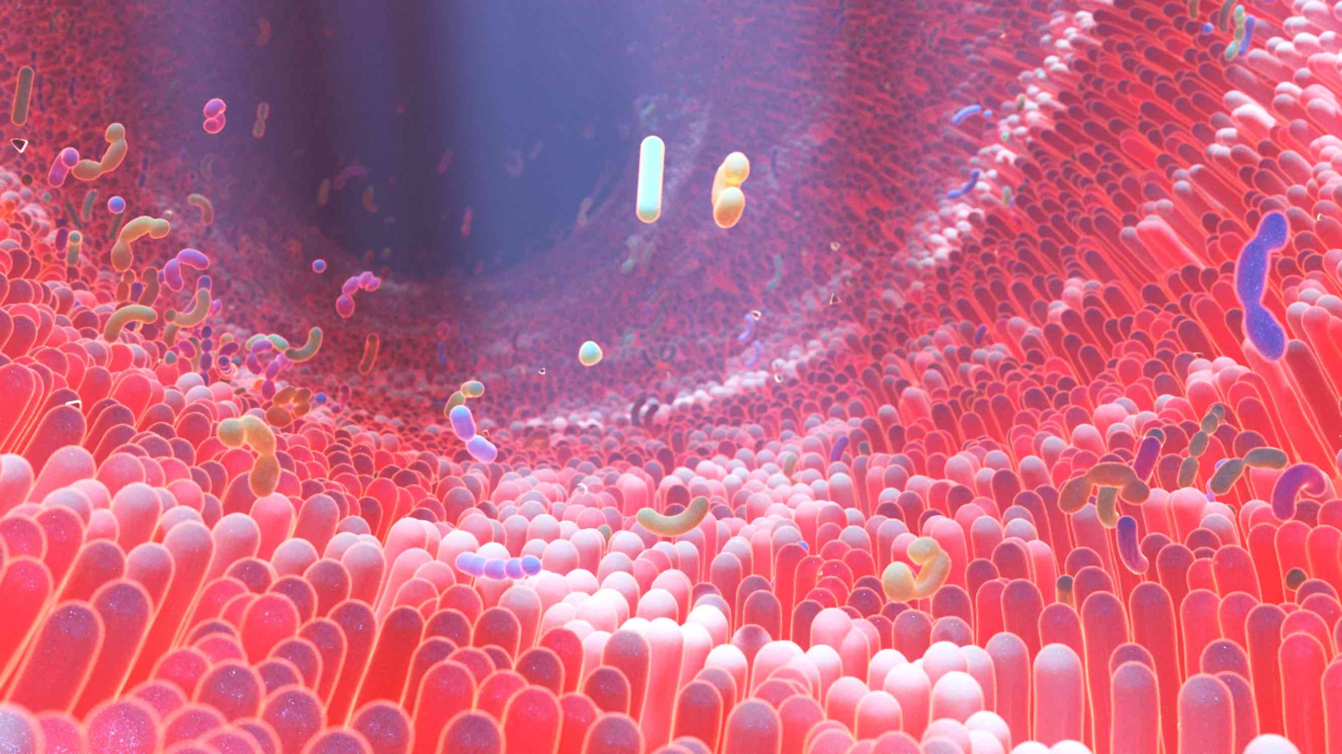 Certains entérocoques font partie du microbiote intestinal. © Alpha Tauri 3D, Adobe stock