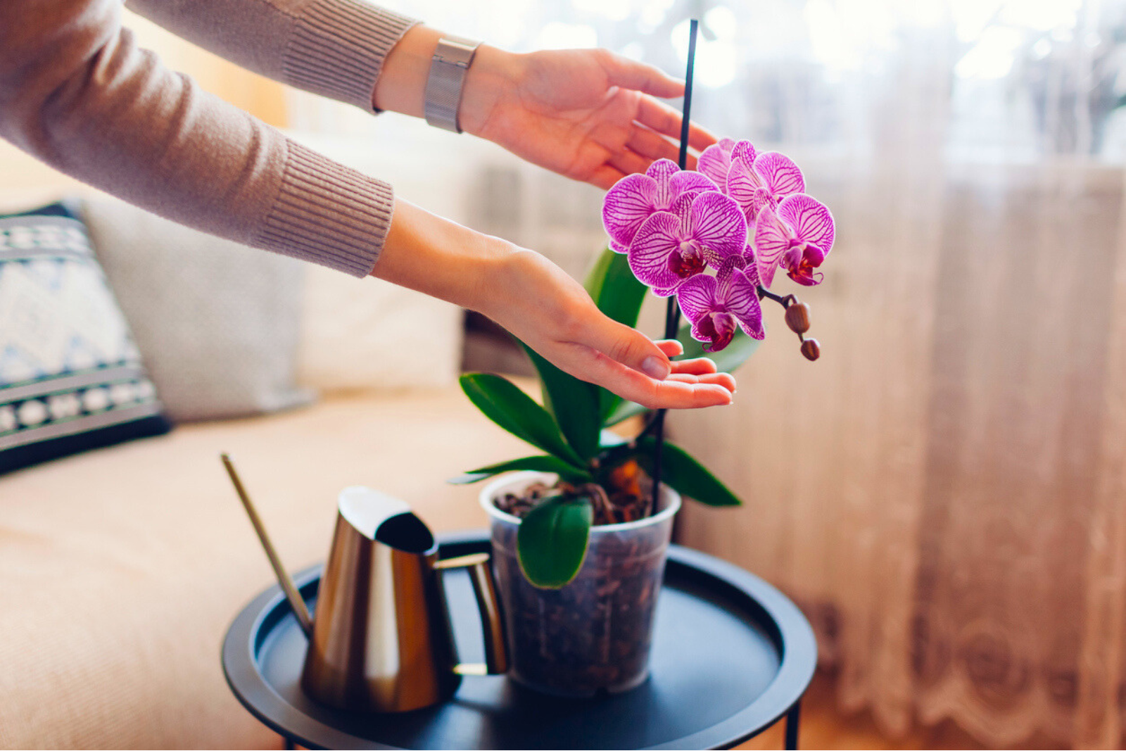 Orchidée : adoptez les bons gestes pour la faire refleurir chez vous. © Maryviolet, iStock