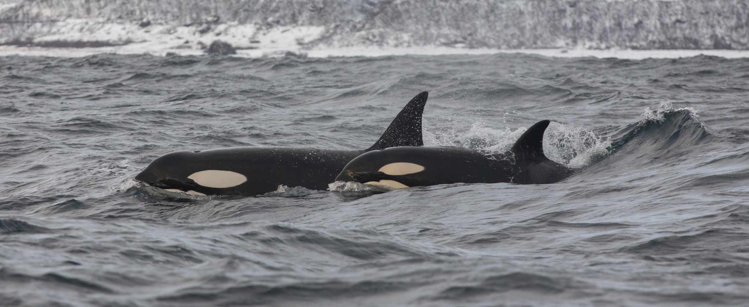 Les orques font partie des mammifères à avoir été observés ayant des comportement homosexuels. © Kertu, Adobe Stock