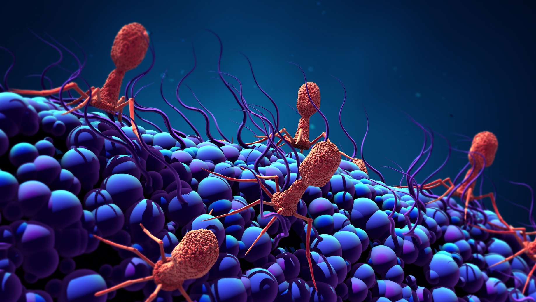 Les phages sont des virus qui infectent les bactéries. © Design Cells, Fotolia