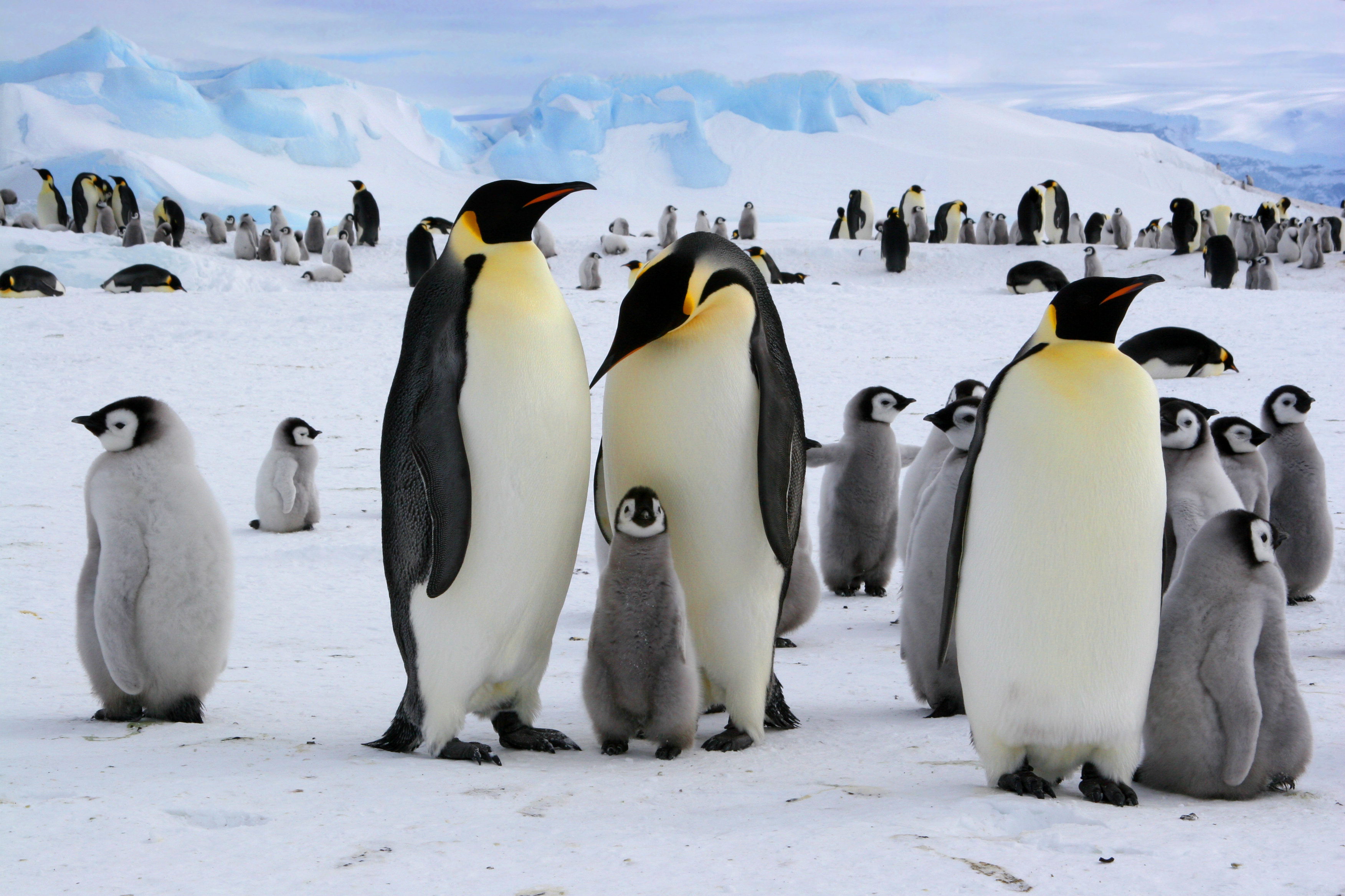 Les pingouins vivent au pôle Nord et les manchots au Sud, vrai ou faux ?