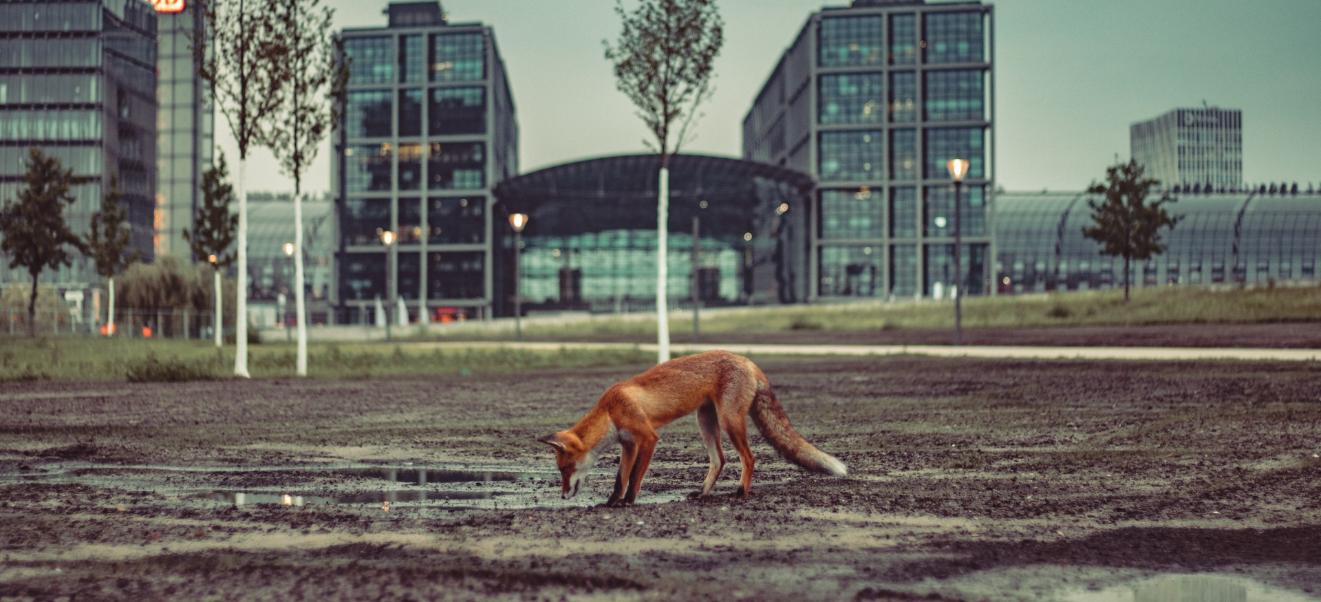 Des renards et d'autres espèces plutôt discrètes ont été observés en ville durant le confinement. © Hark, Adobe Stock