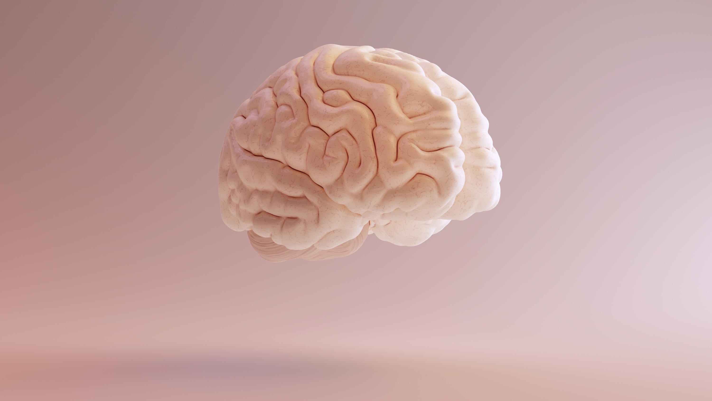 Les secrets de notre cerveau - cover