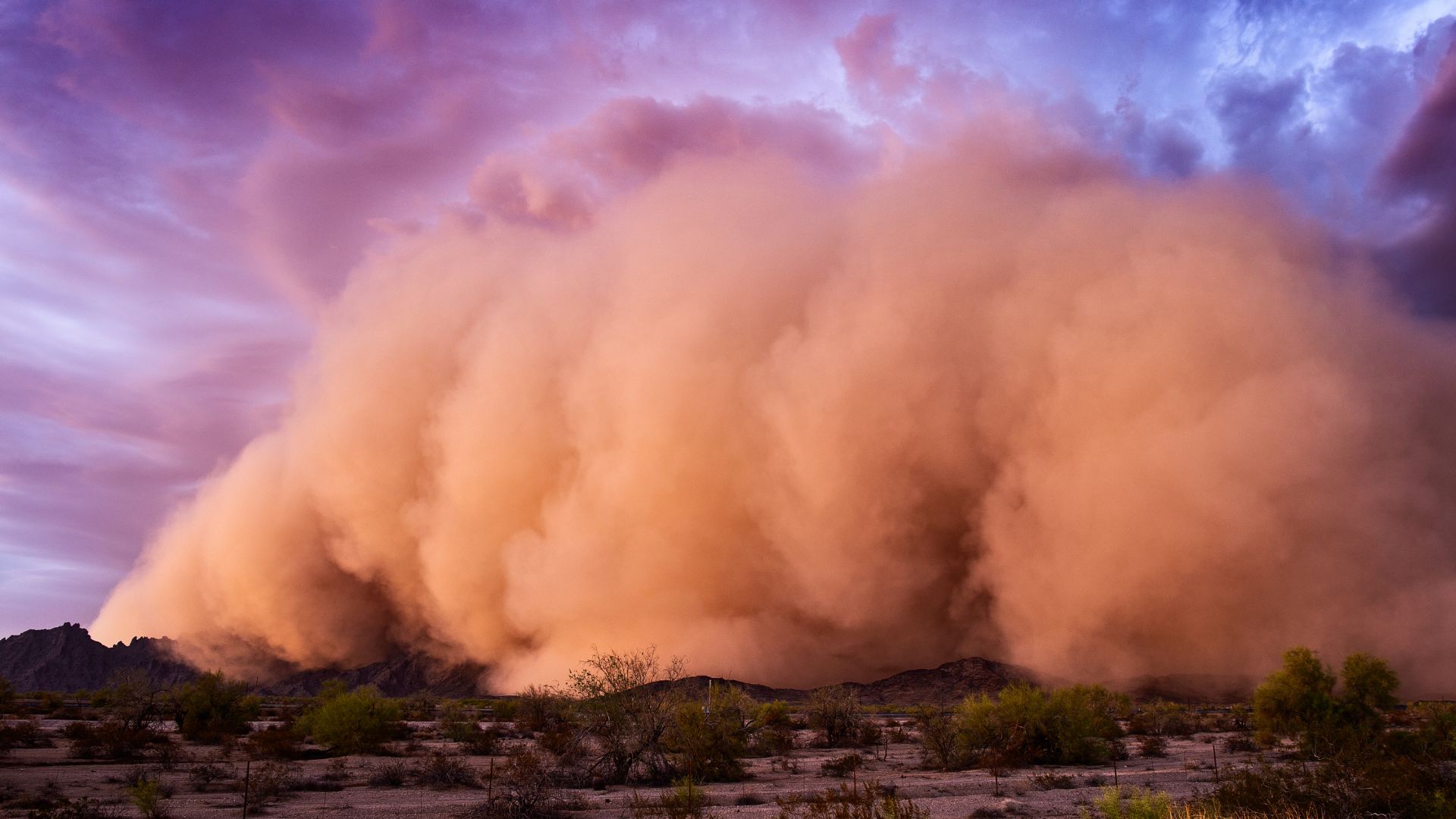 La « fièvre de la vallée »&nbsp;est très probablement causée par un champignon présent dans la poussière des tempêtes de sable.&nbsp;© Canva