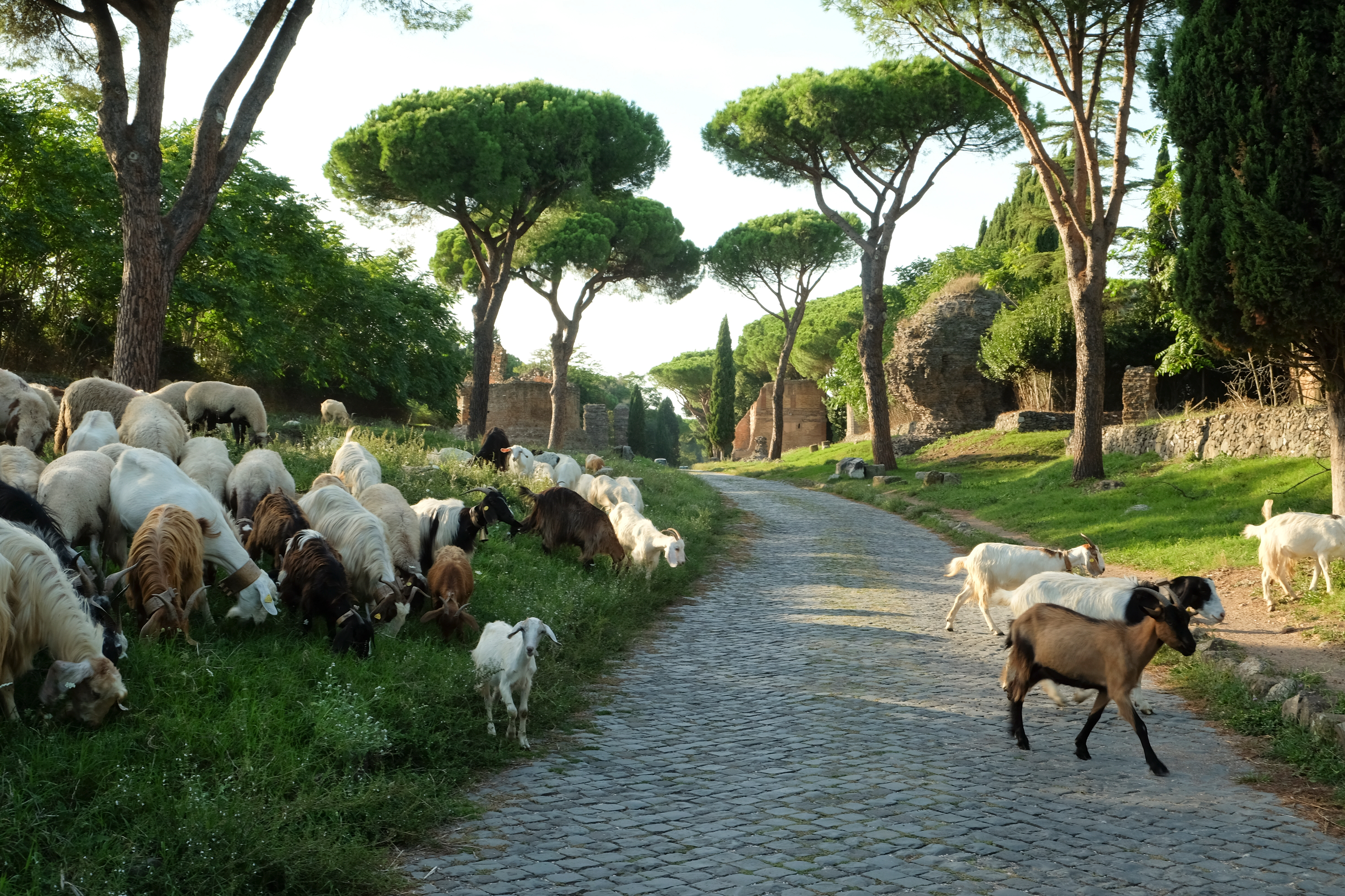 Construite sur plus de 540 kilomètres, la Via Appia est devenue un symbole de l'ingénierie romaine. © Claudio, Adobe Stock
