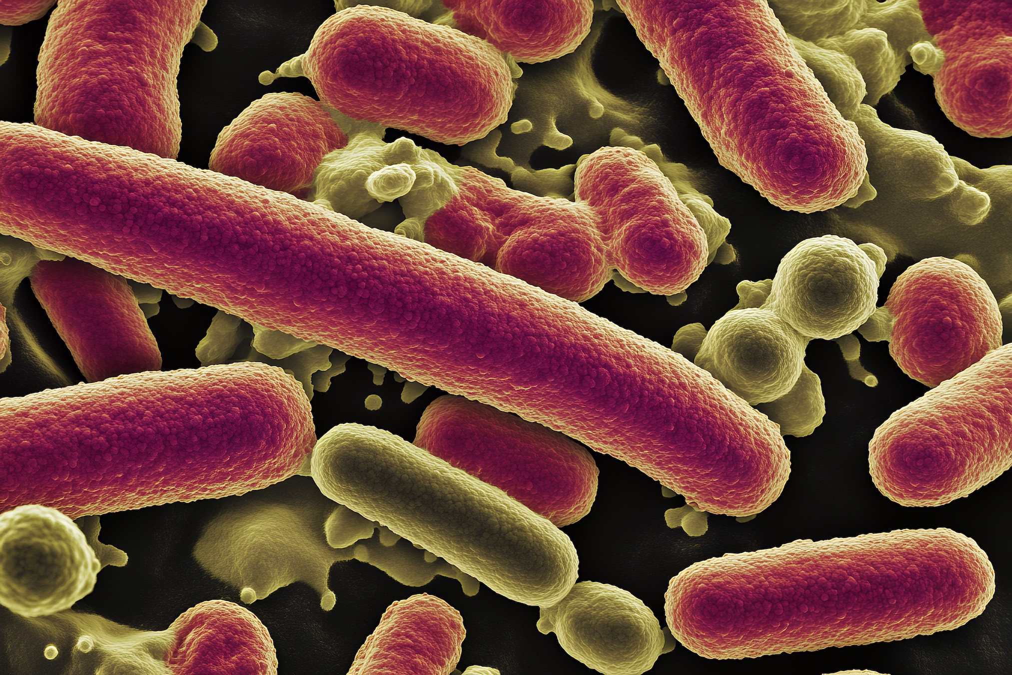 Le propionate, un composé sécrété par les bactéries intestinales, pourrait atténuer les manifestations de la maladie d’Alzheimer. © Aleksandr, Adobe Stock (image générée par IA)