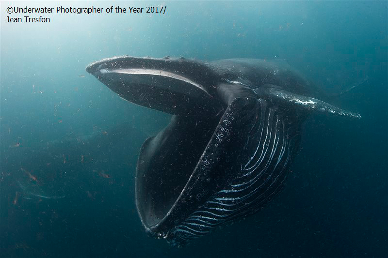 Baleine à bosse ouvrant la bouche pour manger du krill