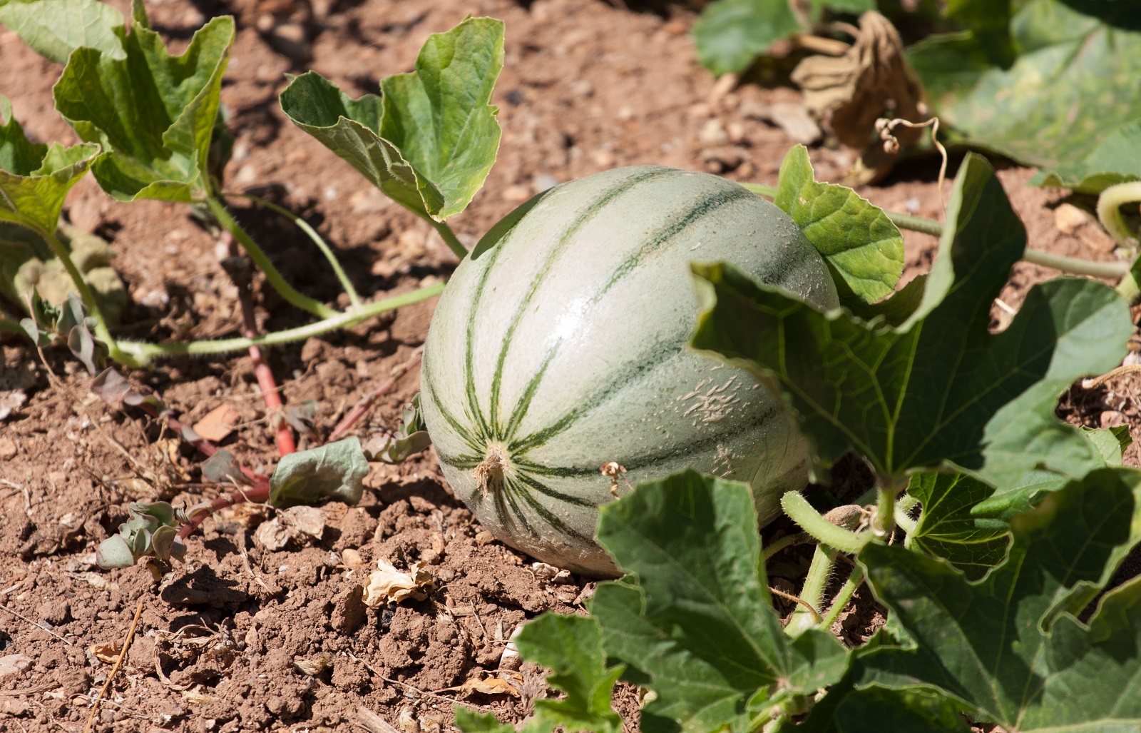 La taille réussie des plants de melons permet d'obtenir de beaux fruits sucrés. © Stéphanie Cointe, Adobe Stock