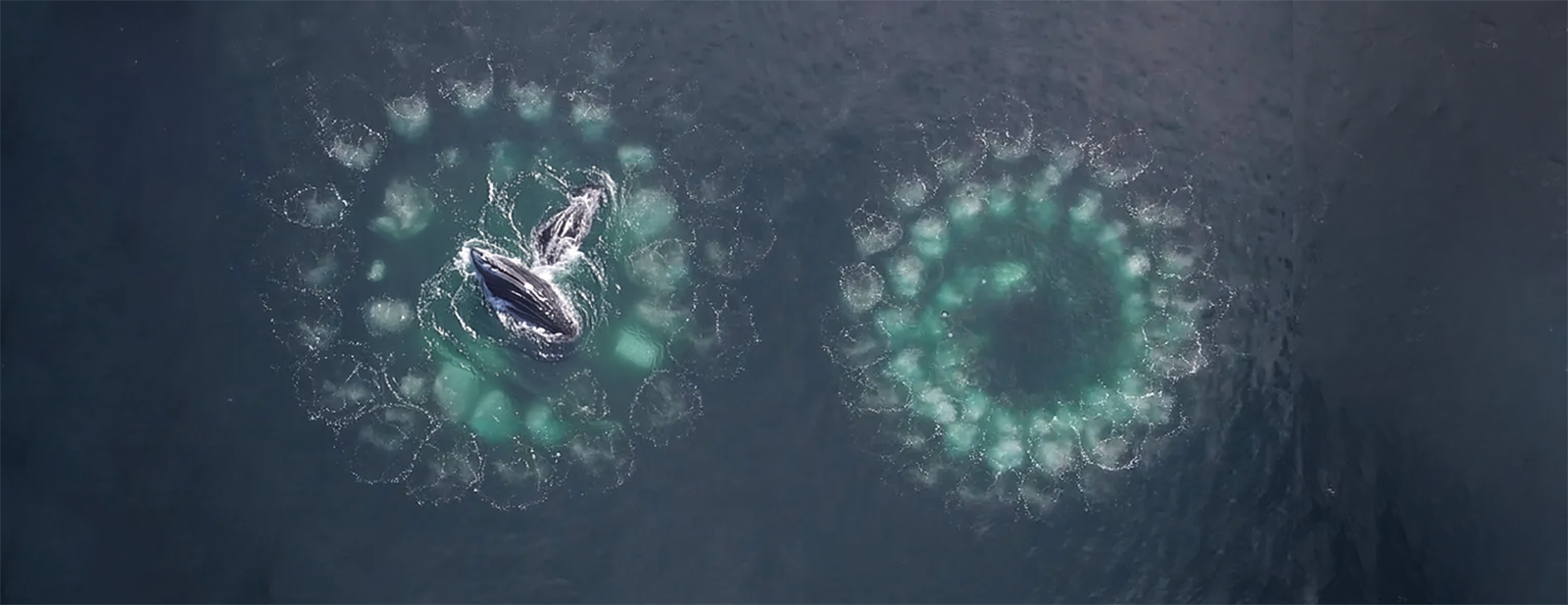 Deux baleines à bosse jaillissent hors de l'eau. © Scott, Adobe Stock   