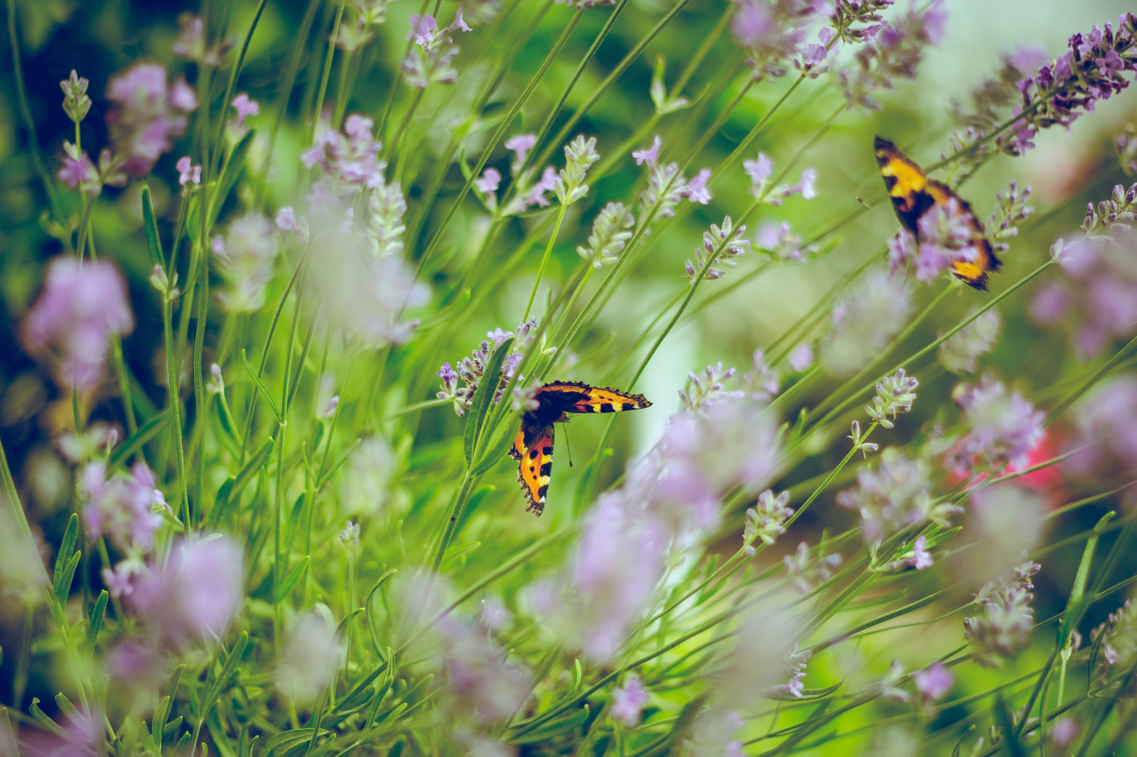 Les auxiliaires du jardin sont multiples et profondément utiles pour la biodiversité ! ©Emiel Molenaar, Unsplash