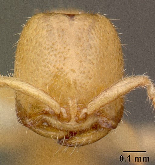 La tête d'une fourmi du genre Adetomyrma, dépourvue d'yeux. © April Nobile, AntWeb.org