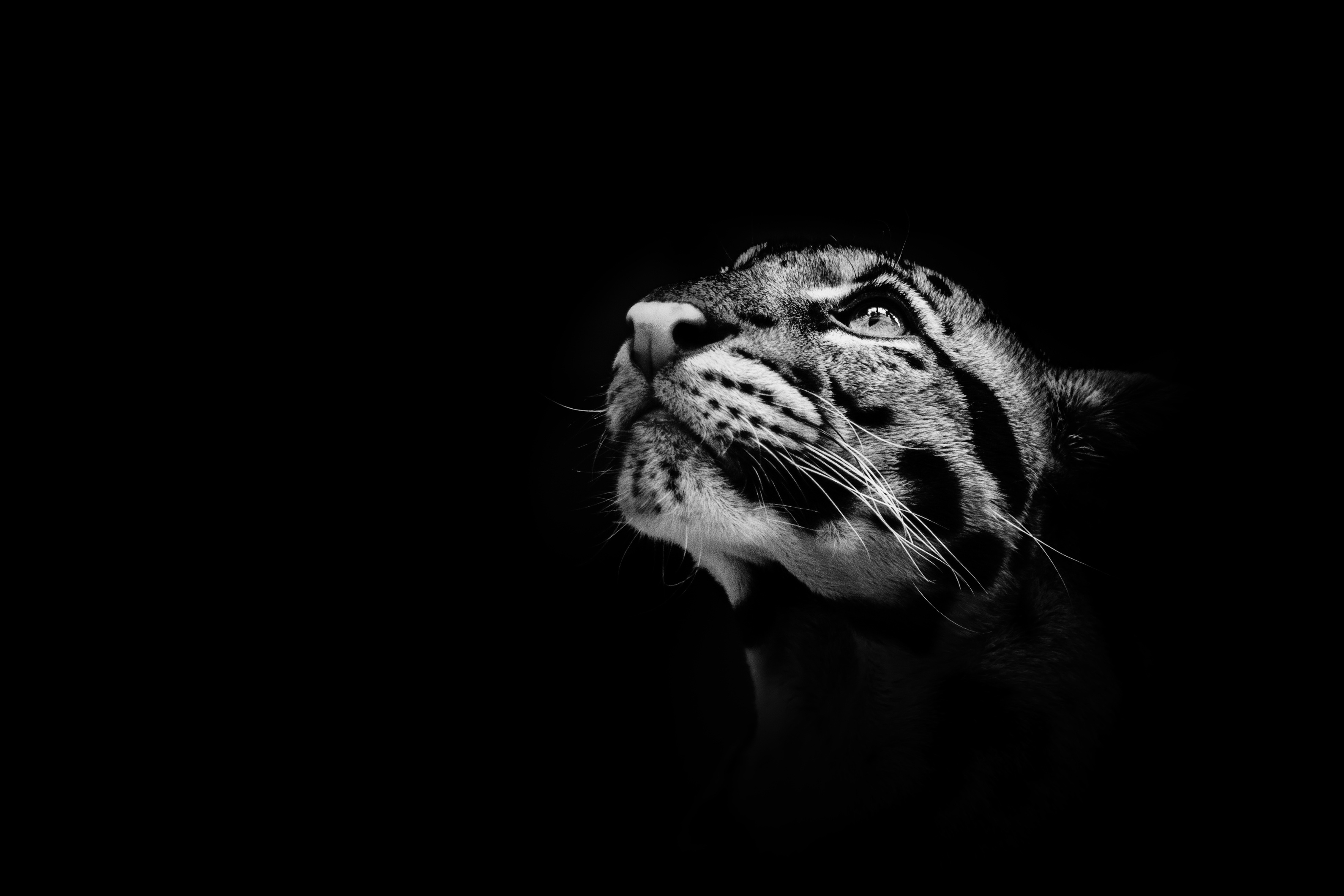 Une photo artistique en noir et blanc d'une panthère nébuleuse. Seuls son museau et ses yeux émergent de l'obscurité. © photocech, Adobe Stock   