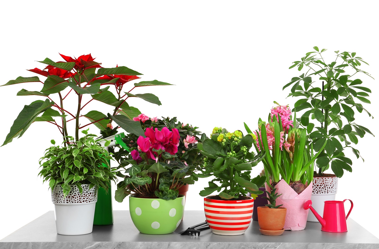 Végétaliser votre intérieur en hiver avec des plantes vertes et fleuries. © Africa Studio, Adobe Stock
