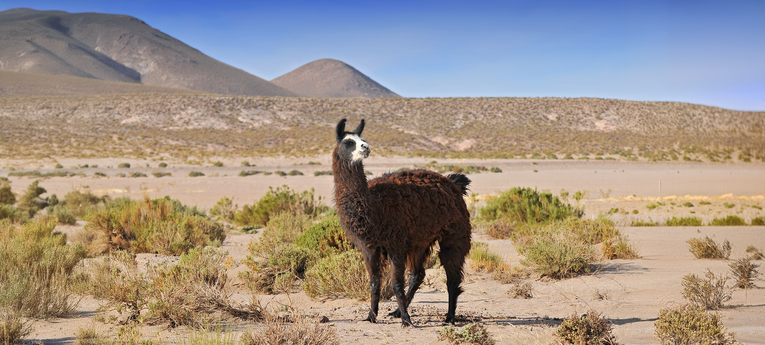 Un lama photographié en Bolivie. © GISTEL, Adobe Stock   