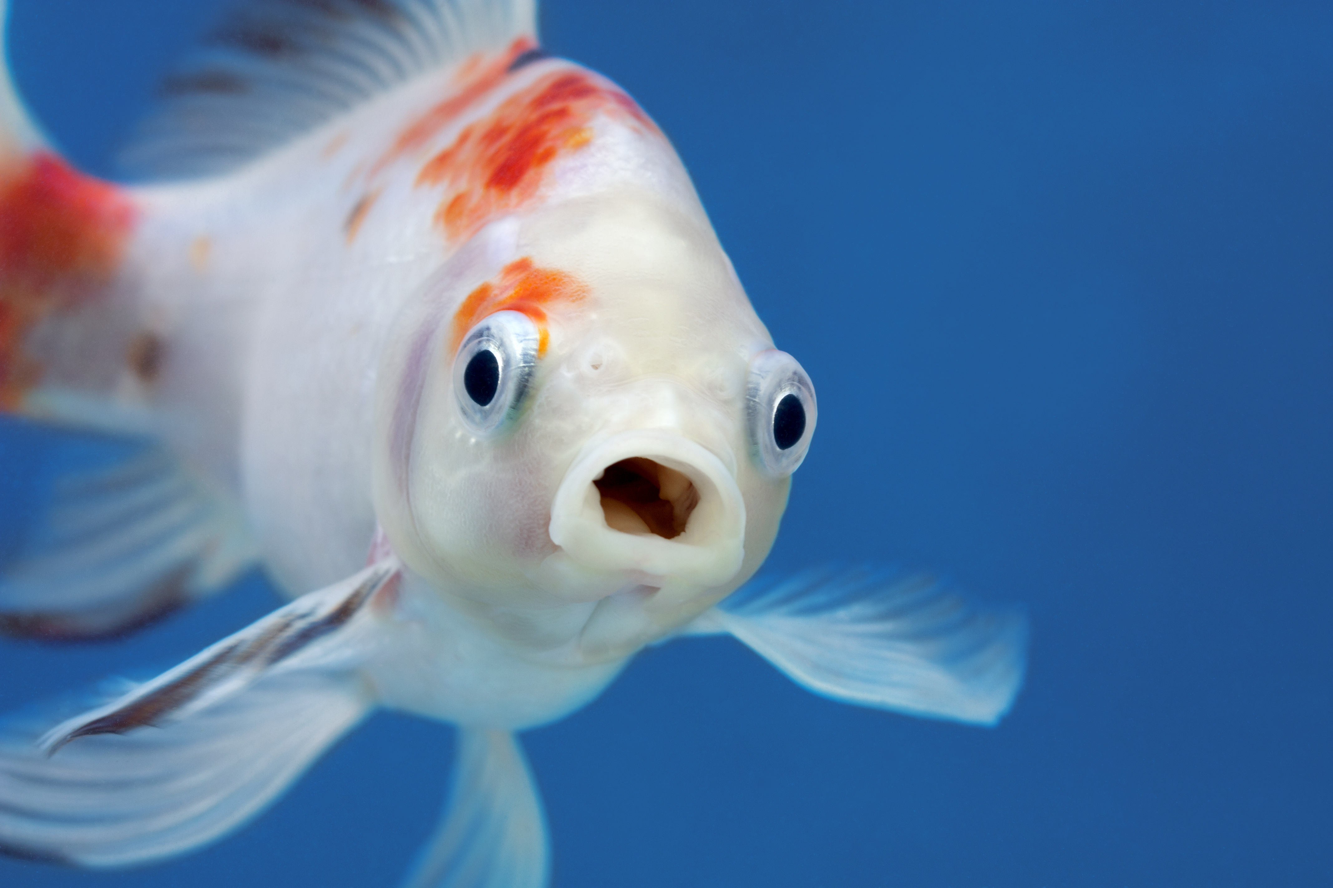 Les poissons se reposent en se posant au sol ou en nageant au ralenti. Evgeniia, Adobe Stock