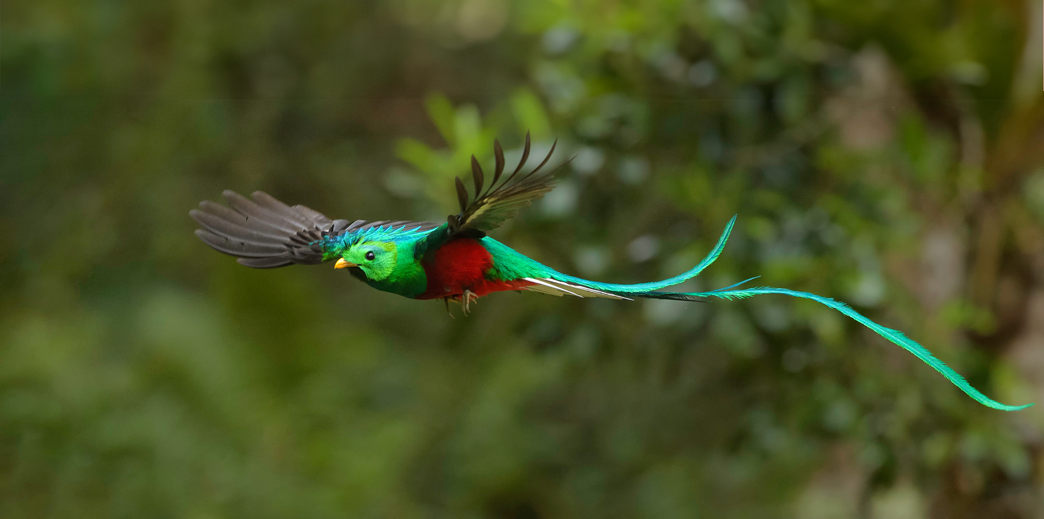 Un quetzal resplendissant mâle en plein vol. Sa tête est verte, ses plumes de queue turquoise et son ventre rouge vif. © Nino, Adobe Stock