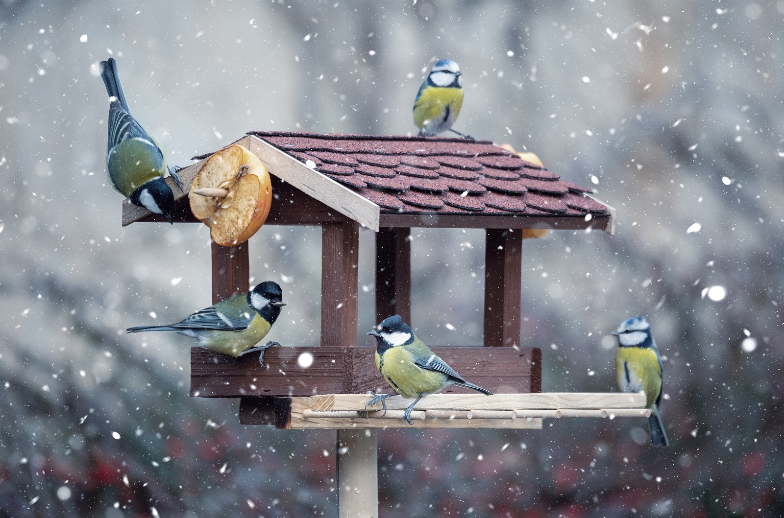 Groupe de mésanges qui viennent se nourrir de graines en hiver. © ArtushFoto1, Adobe Stock