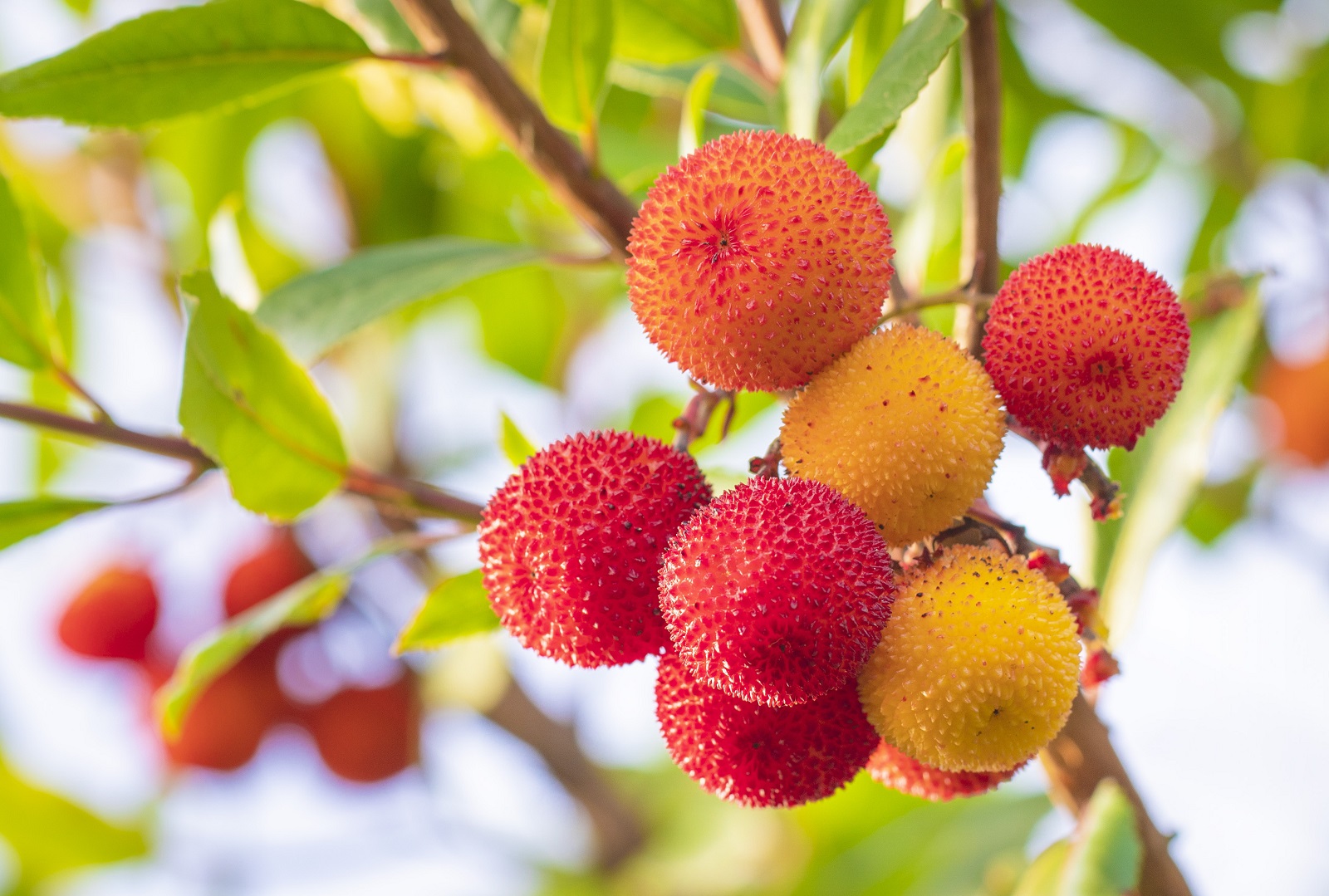 Petits fruits de l'arbousier : les arbouses. © Aurelie, Adobe Stock
