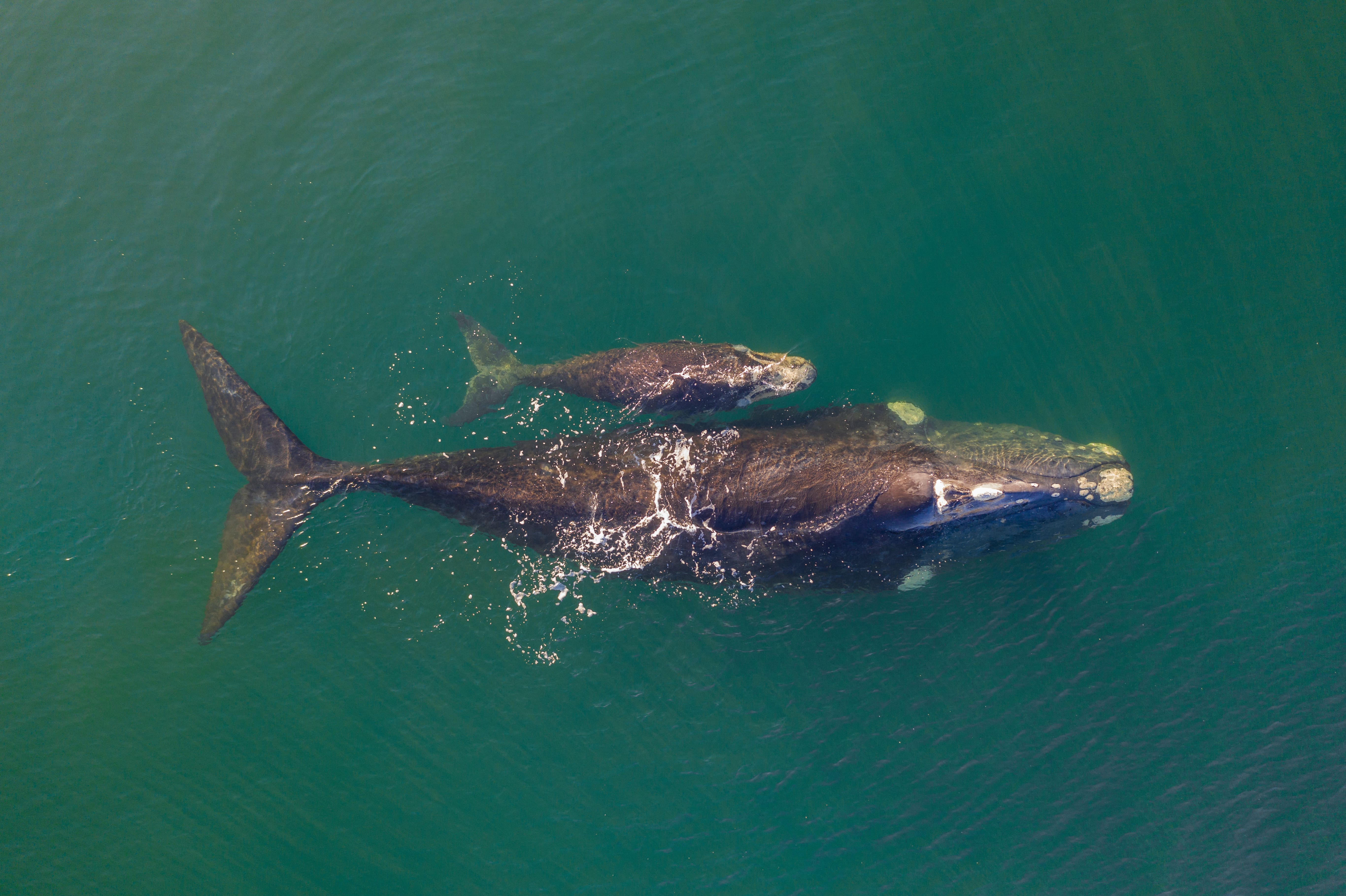 La population de baleines franches australes compte environ 25 000 individus, mais l'espèce reste en danger critique d'extinction dans certaines régions, avec moins de 50 adultes reproducteurs au Chili et au Pérou. © Ahturner, Adobe Stock