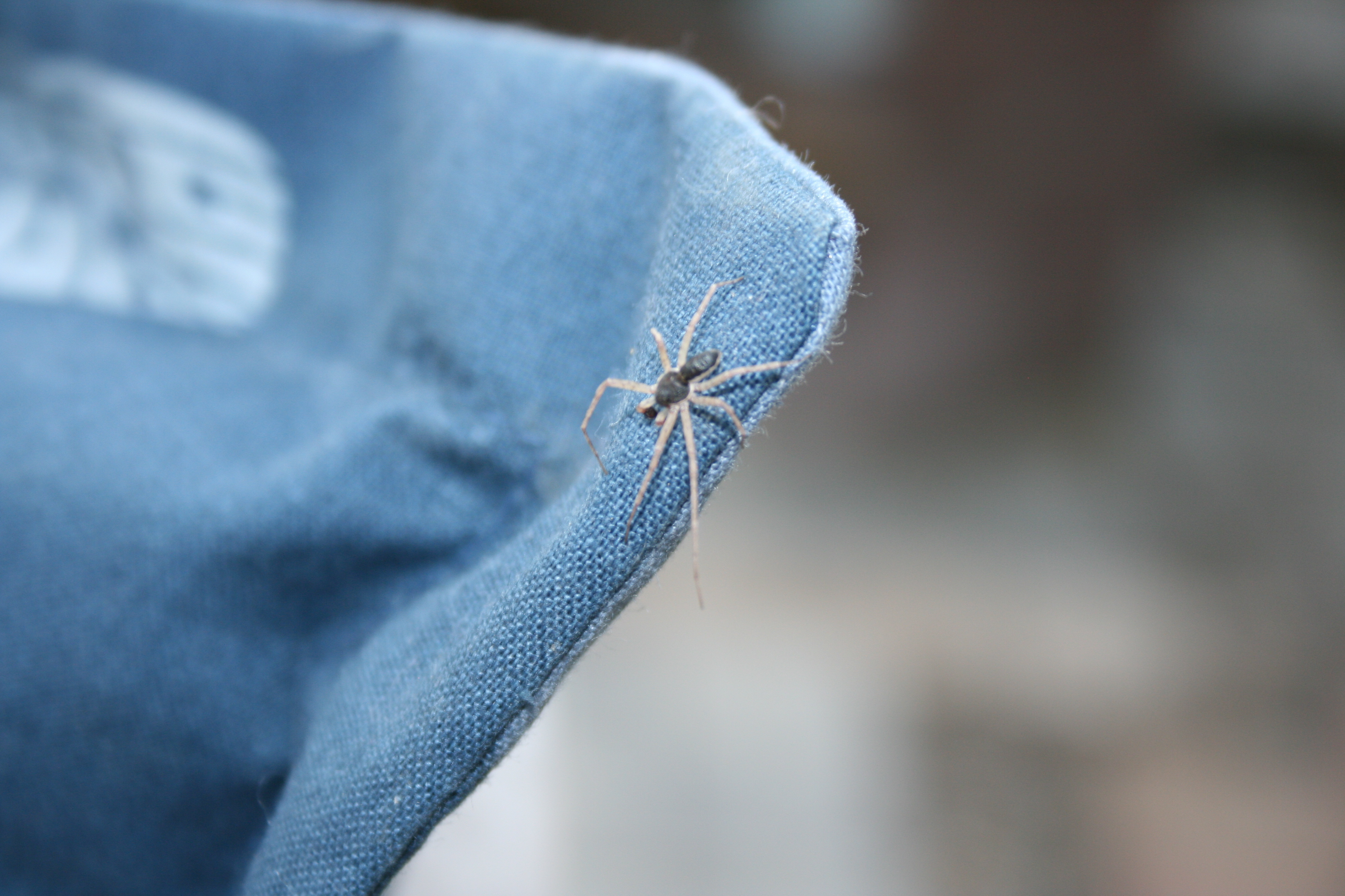 La légende dit que nous avalons huit araignées dans notre sommeil par an. © Adobestock, Futura