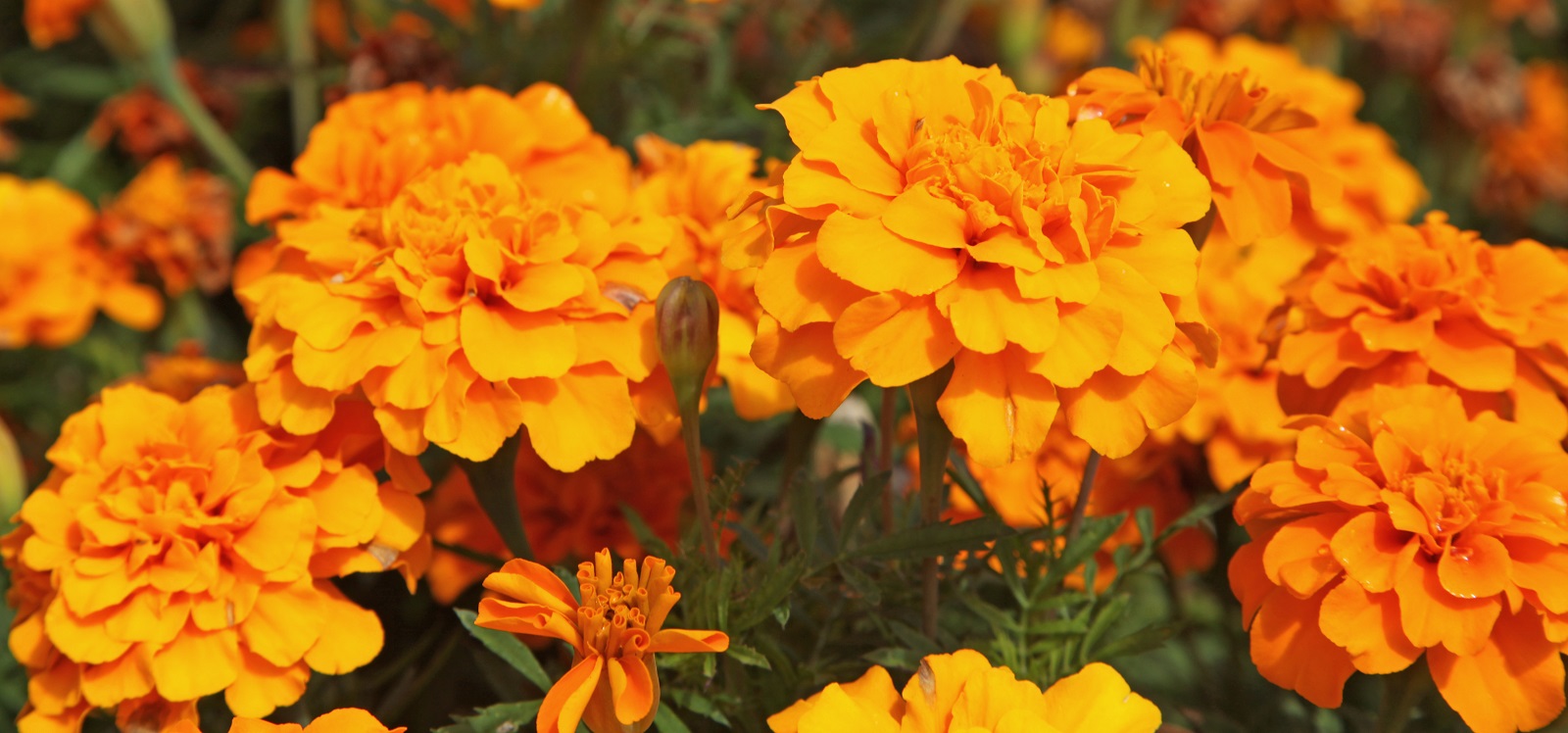 Multitude de fleurs aux couleurs chaudes garantie avec les œillets d'Inde. © hcast, Adobe Stock