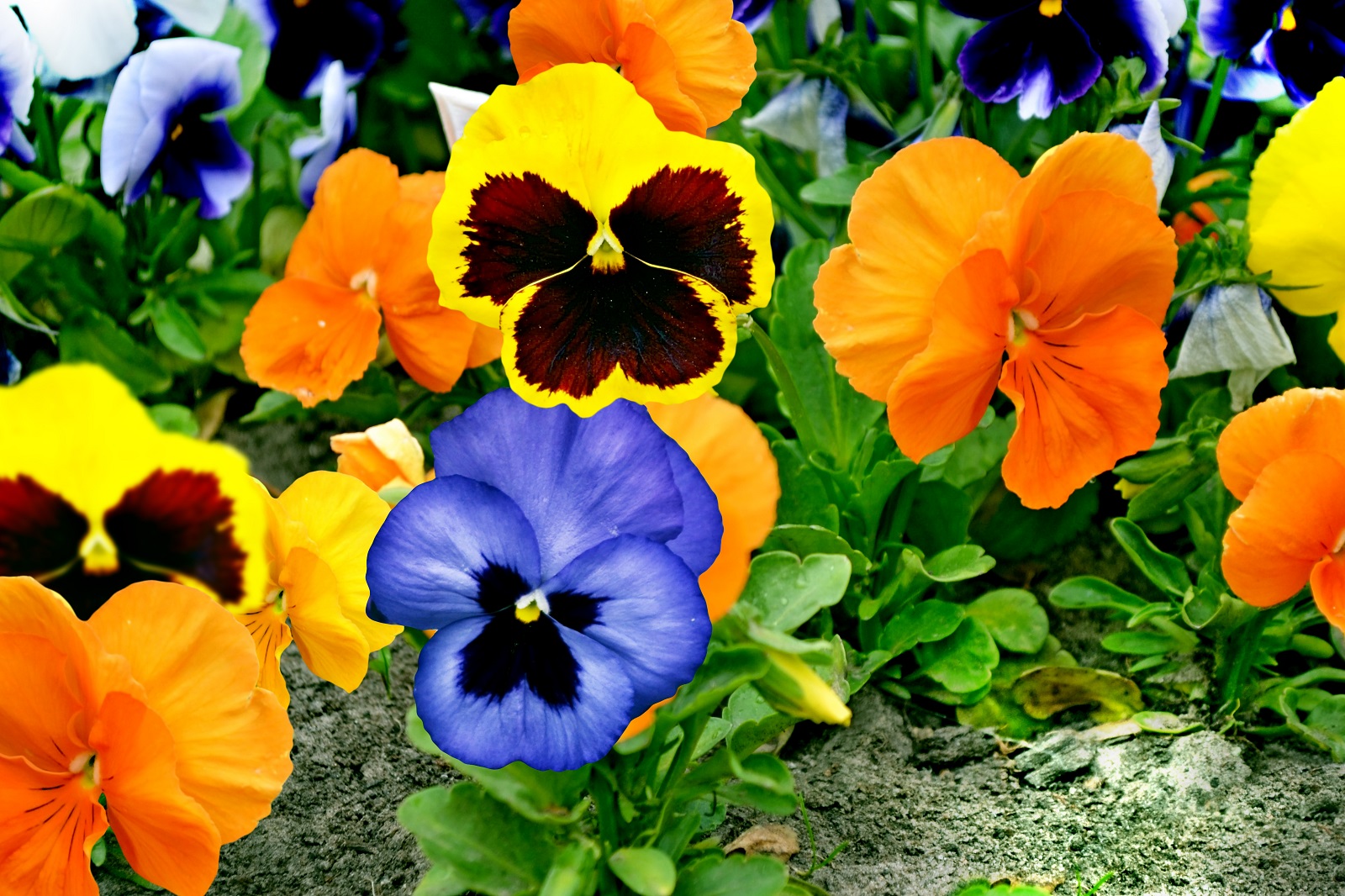 Apporter des couleurs au jardin avec les pensées. © alenalihacheva, Adobe Stock