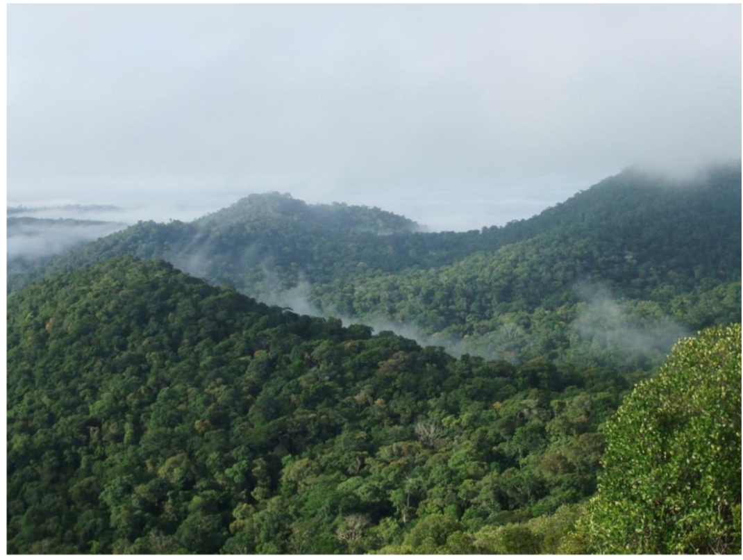 La forêt amazonienne s'étale sur 6 millions de kilomètres carrés et sa végétation joue un rôle important dans le cycle du dioxyde de carbone à l'échelle planétaire. © Sophie Fauset
