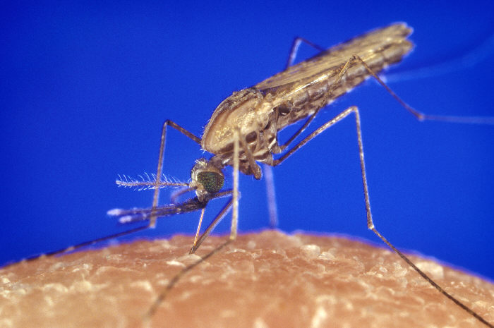 Anopheles gambiae est un moustique qui peut transmettre l’agent du paludisme, un parasite du genre Plasmodium. © CDC/James Gathany, Wikimedia Commons, DP
