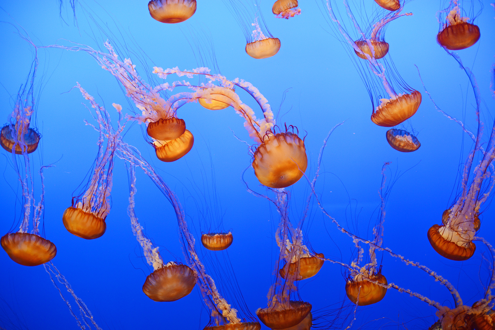 Le bal gracieux des méduses à l'aquarium de Monterey Bay. © portibal, Fotolia